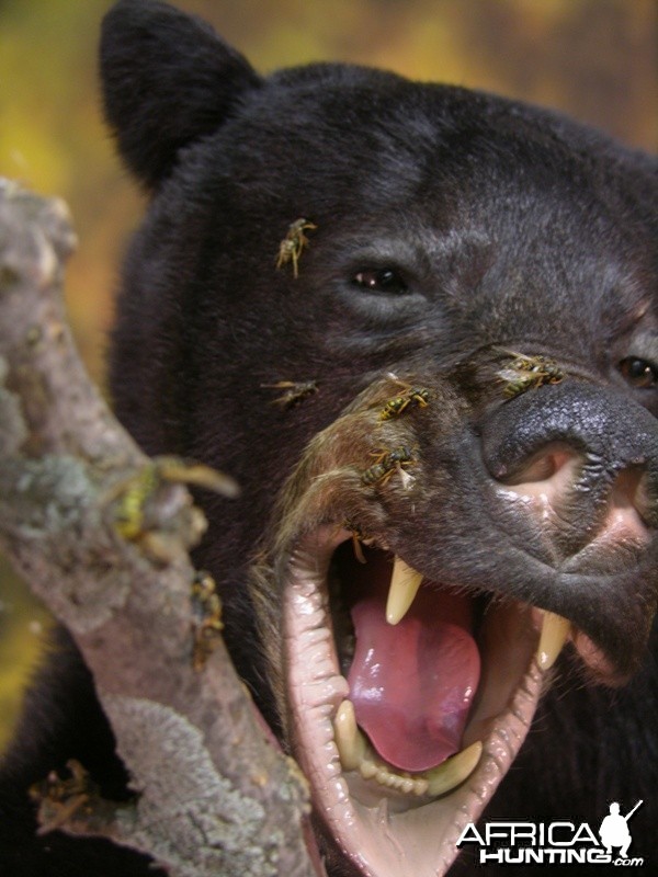 Bear Taxidermy