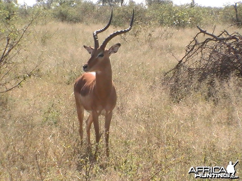 Shooter. Impala Ram