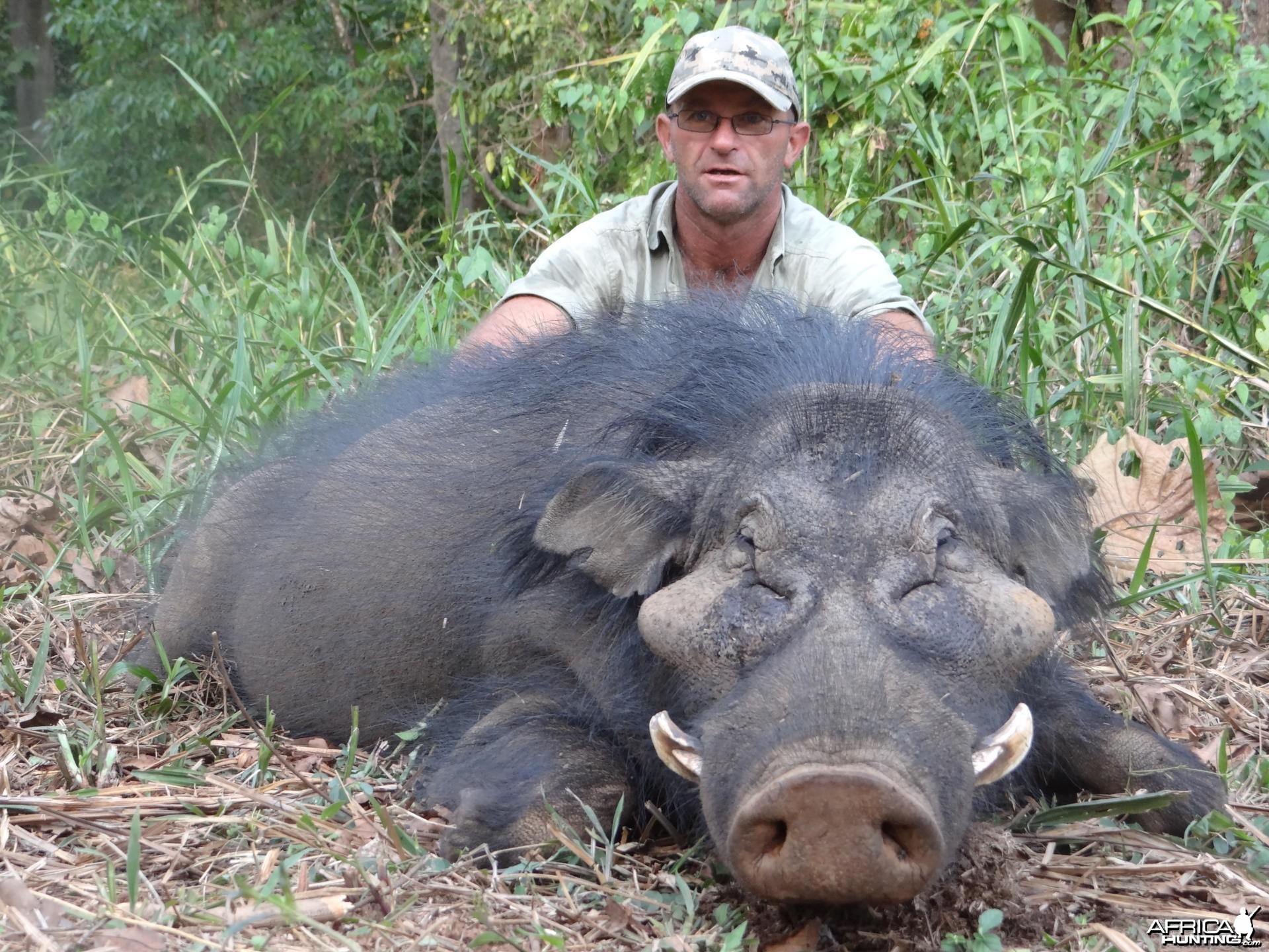 Giant Forest Hog hunted in CAR