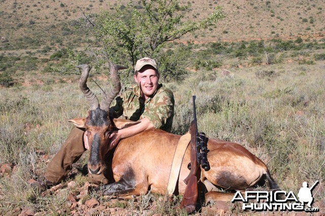 Red Hartebeest - South Africa