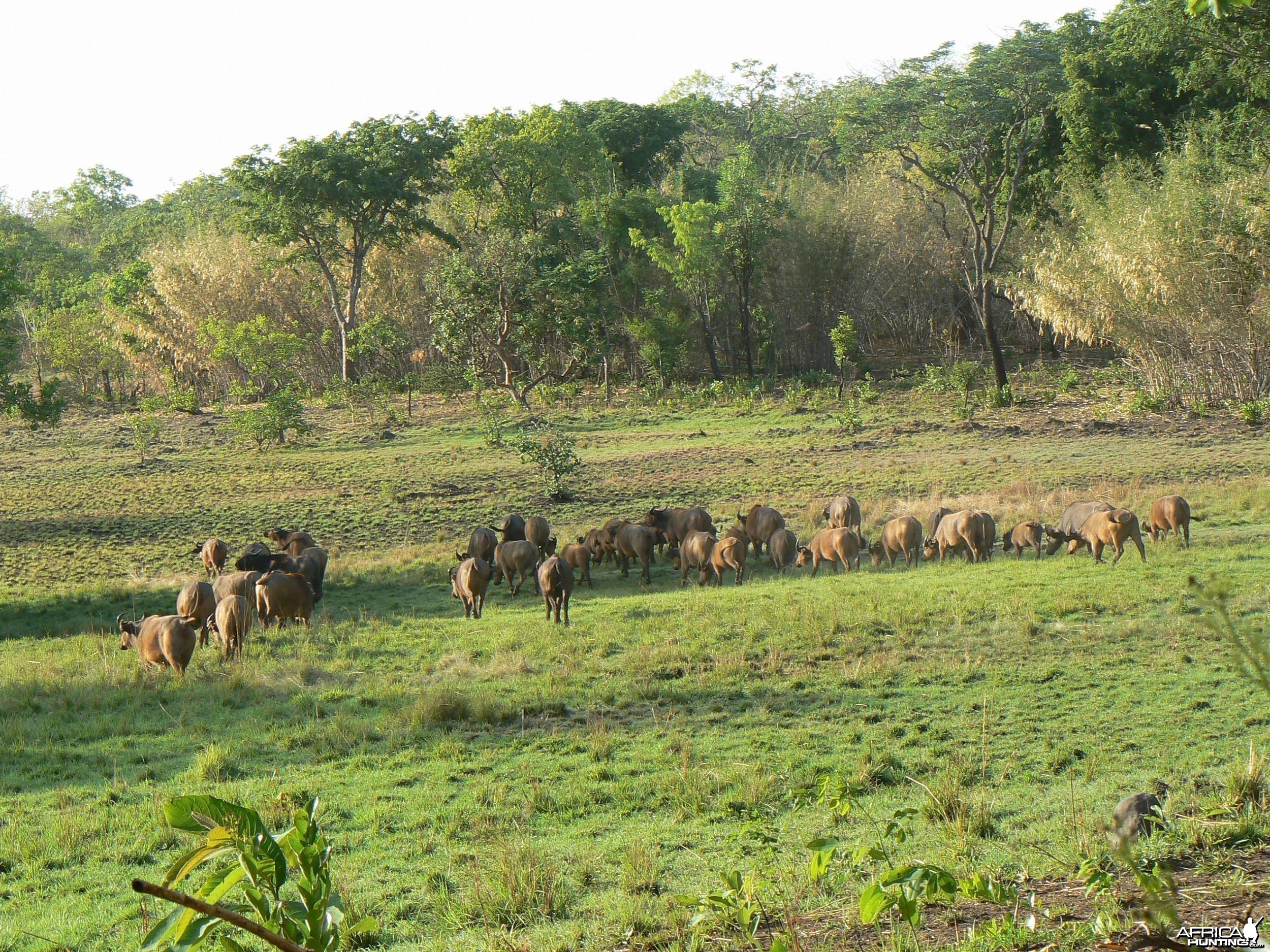 Buffalo