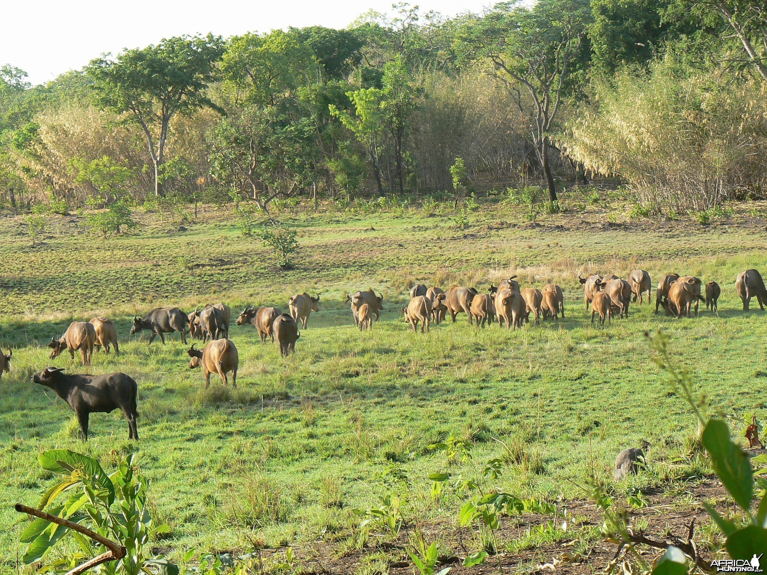 Buffalo