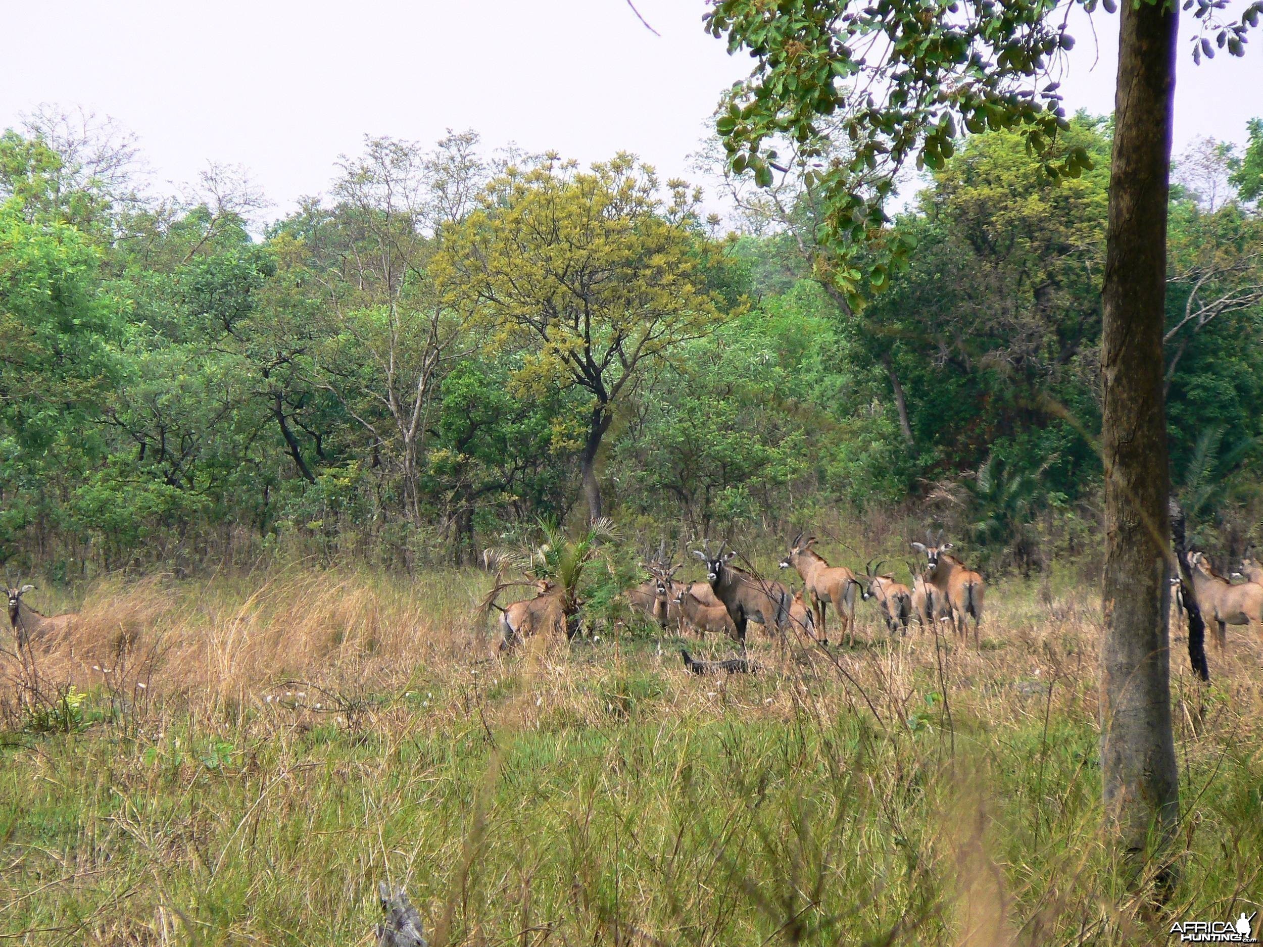 Roan Antelope