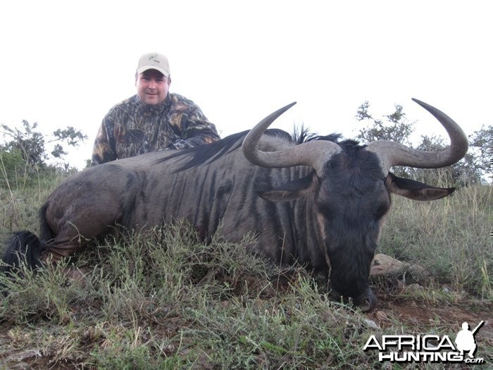 Blue Wildebeest