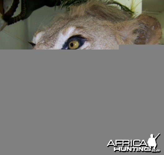 Lion head mount Nyaka Taxidermy