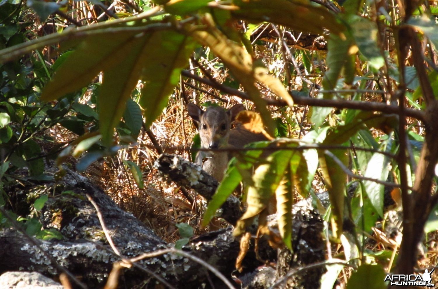 Blue duiker in the miombo