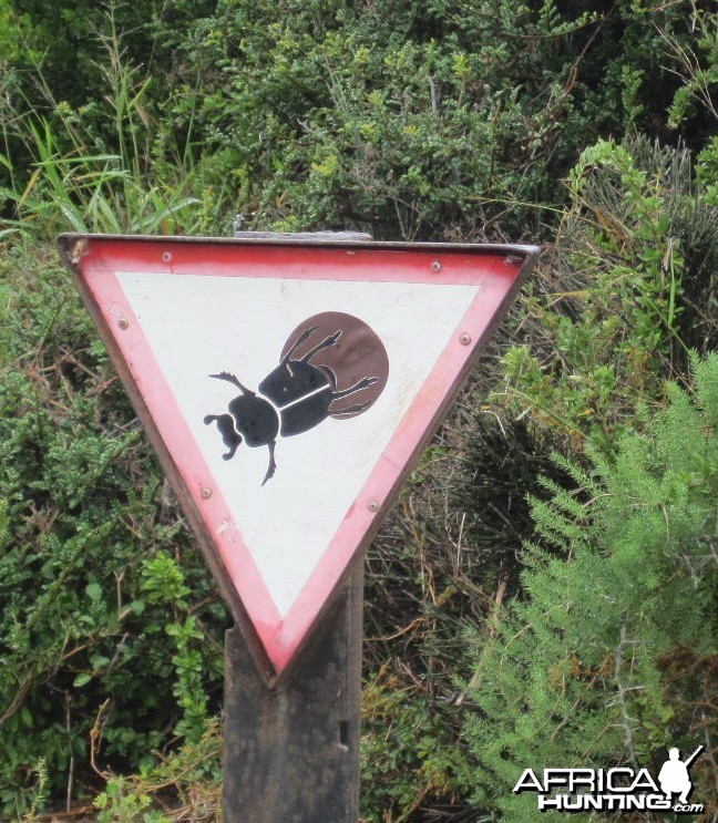 Mind the dung beetles.