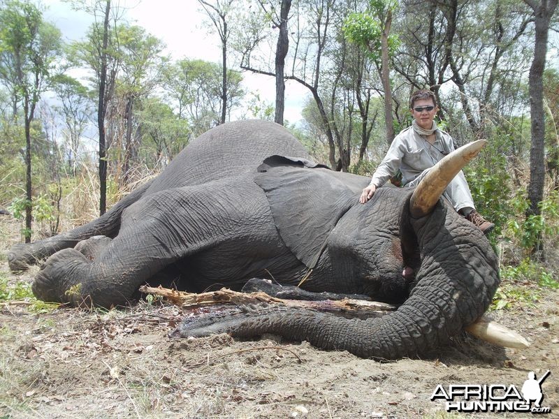 Zimbabwe Elephant - 2