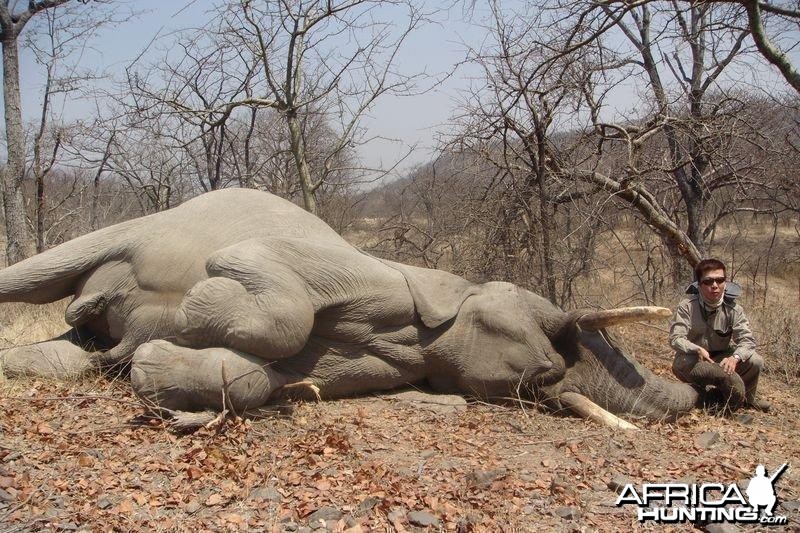 Zimbabwe Elephant - 3
