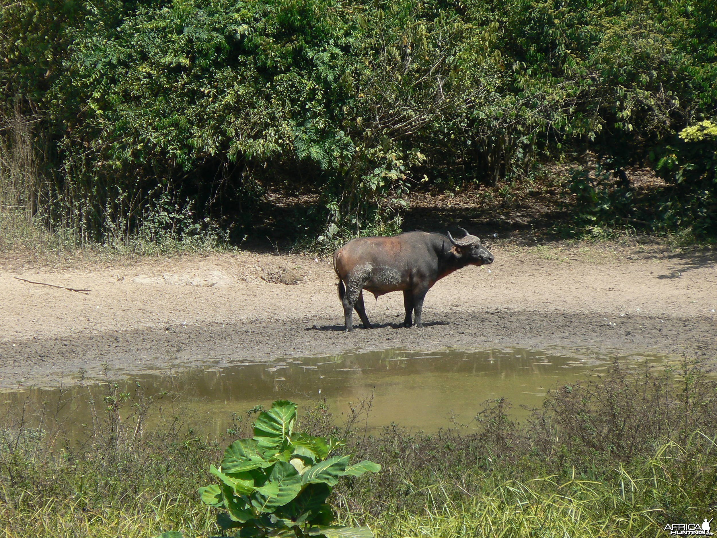 Buffalo