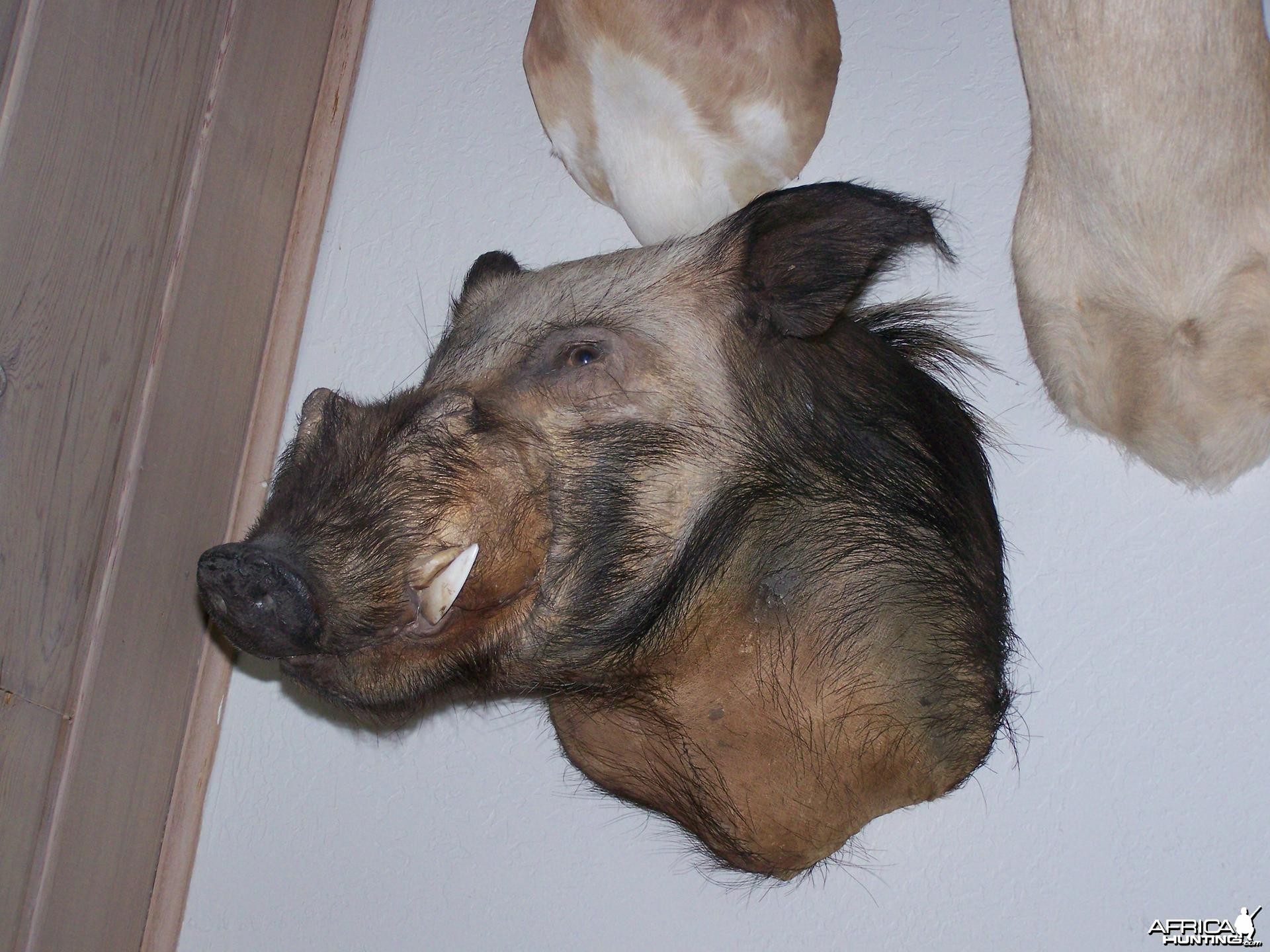 Bushpig mount