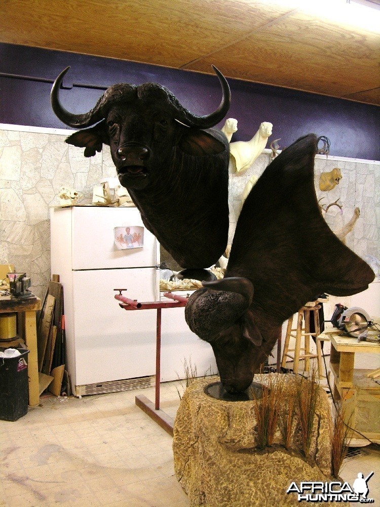 Taxidermy