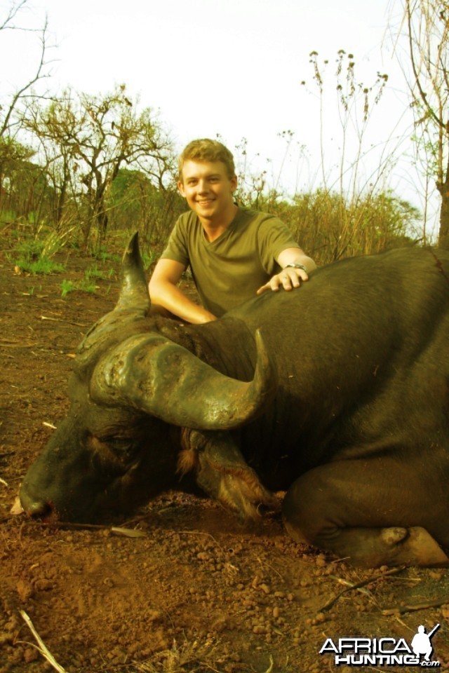 Central African Savannah Buffalo