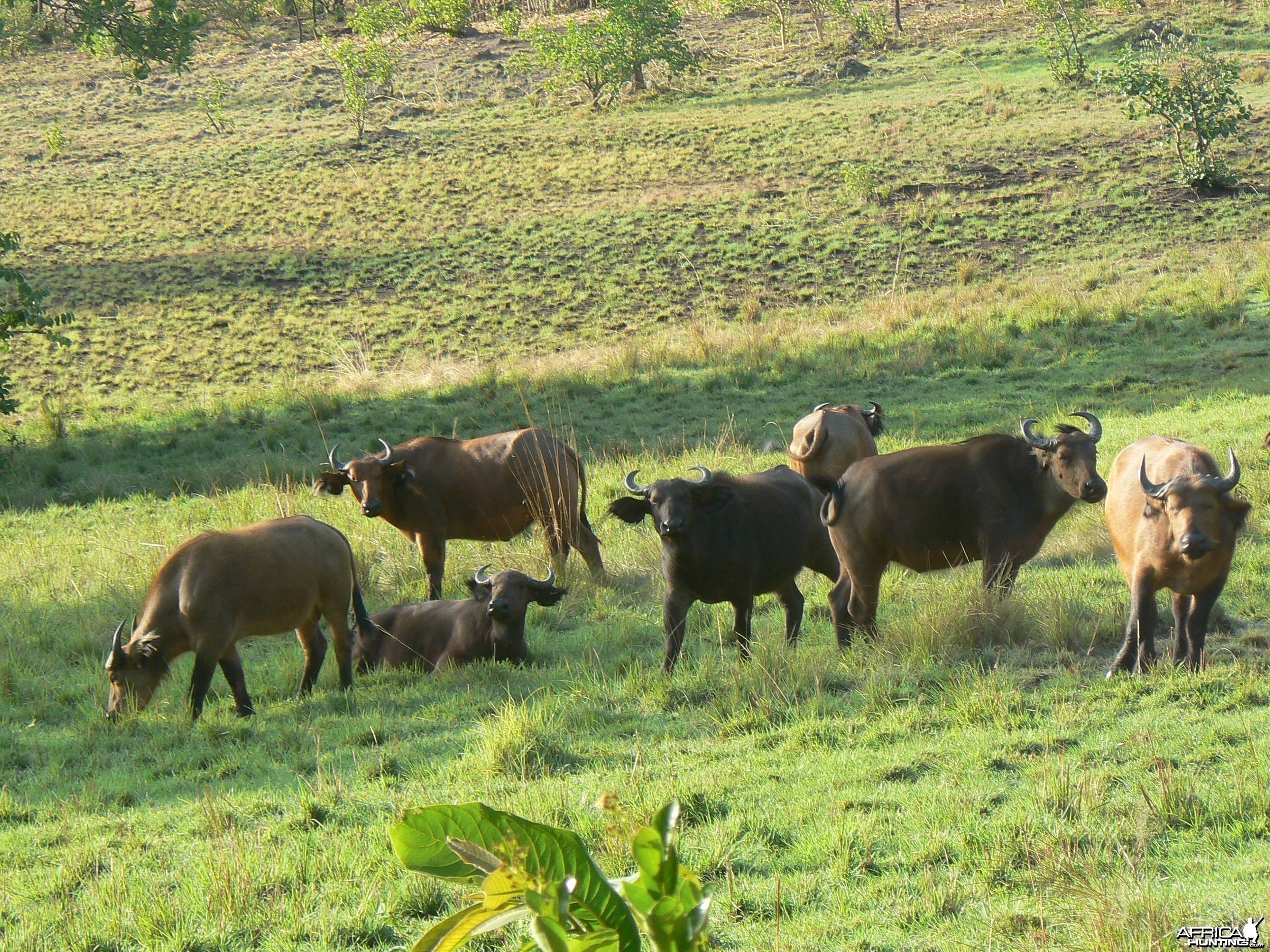 Buffalo