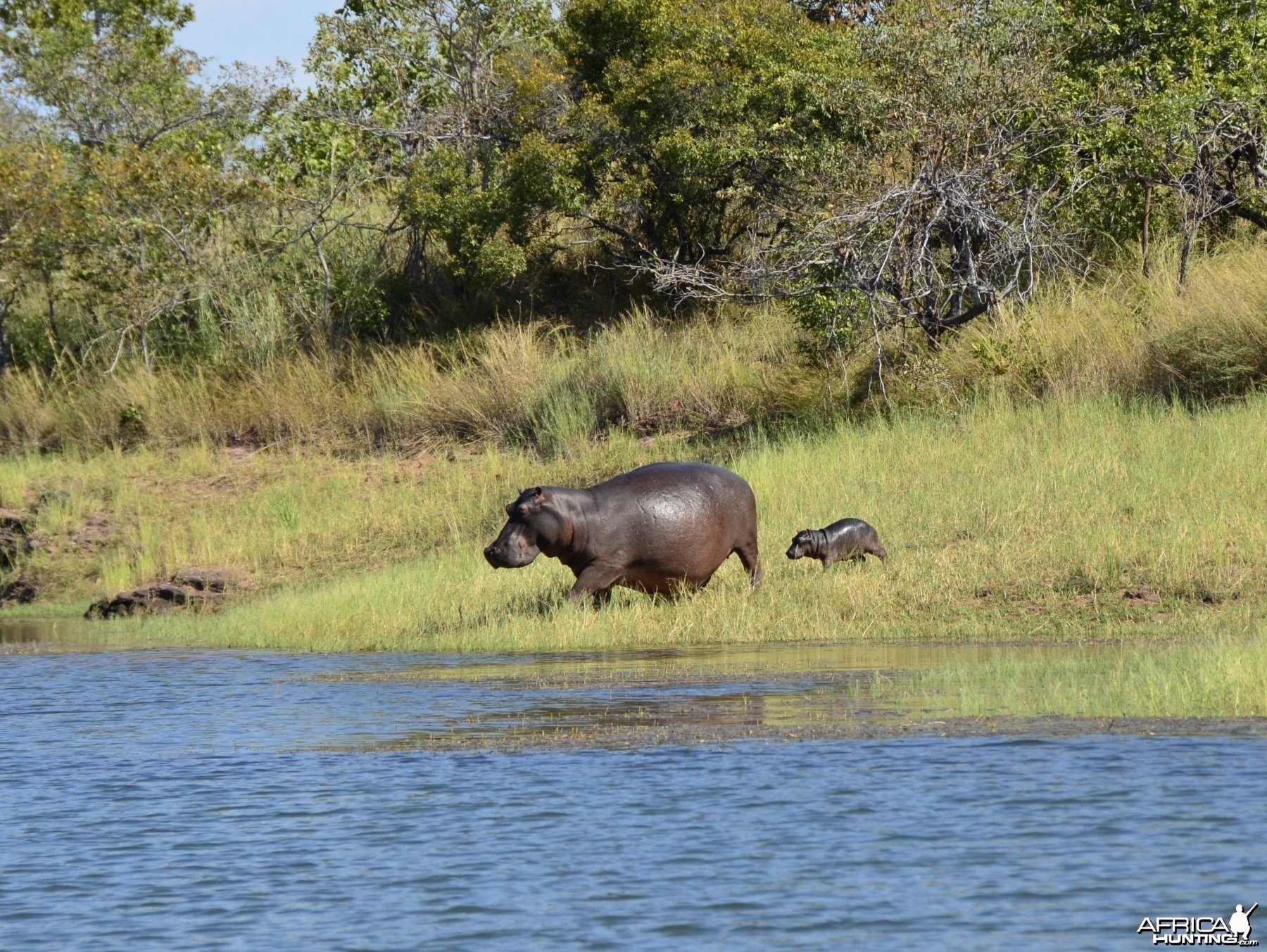 Baby Hippo, Lake Kariba