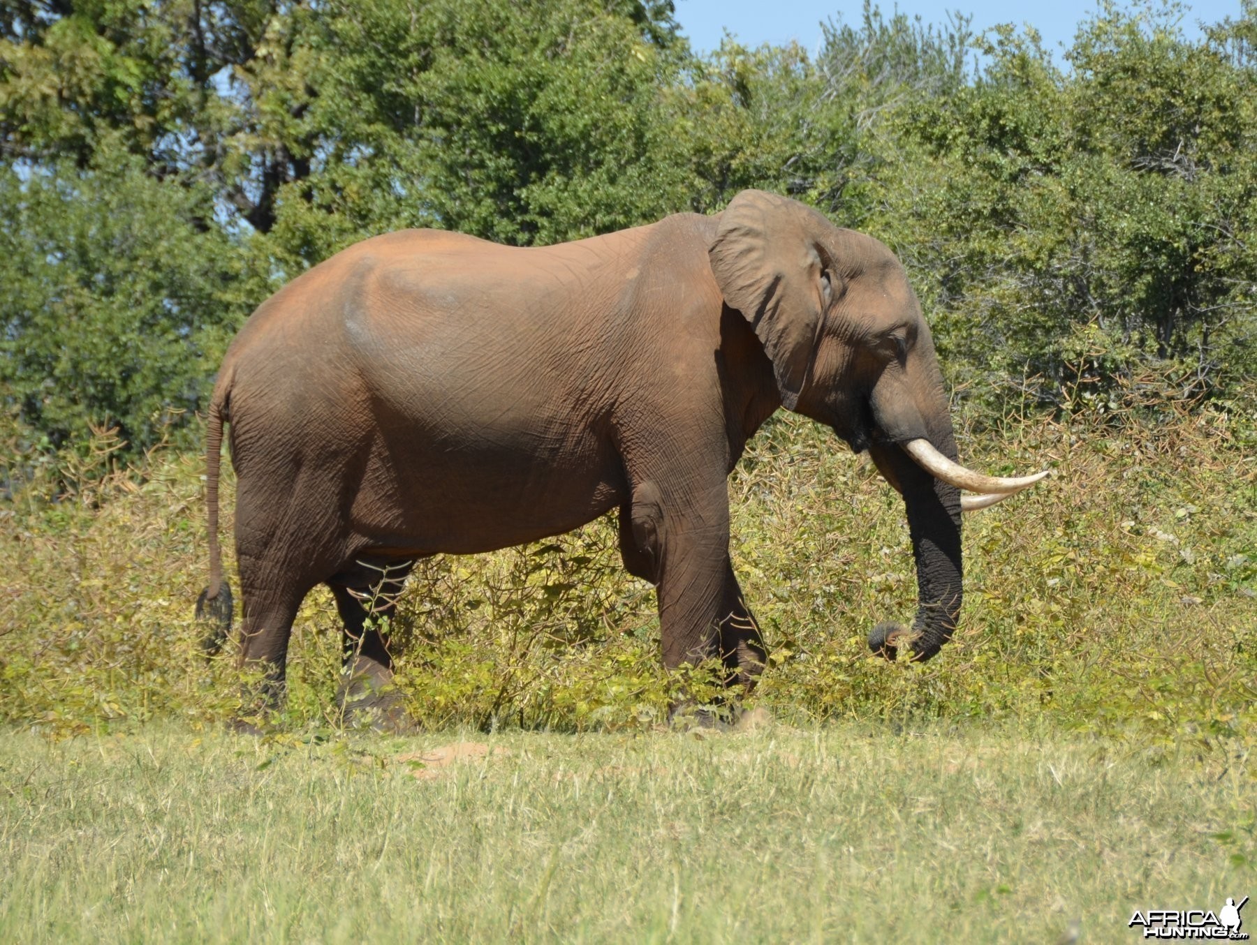 Ele Bull, Omay North, Zimbabwe