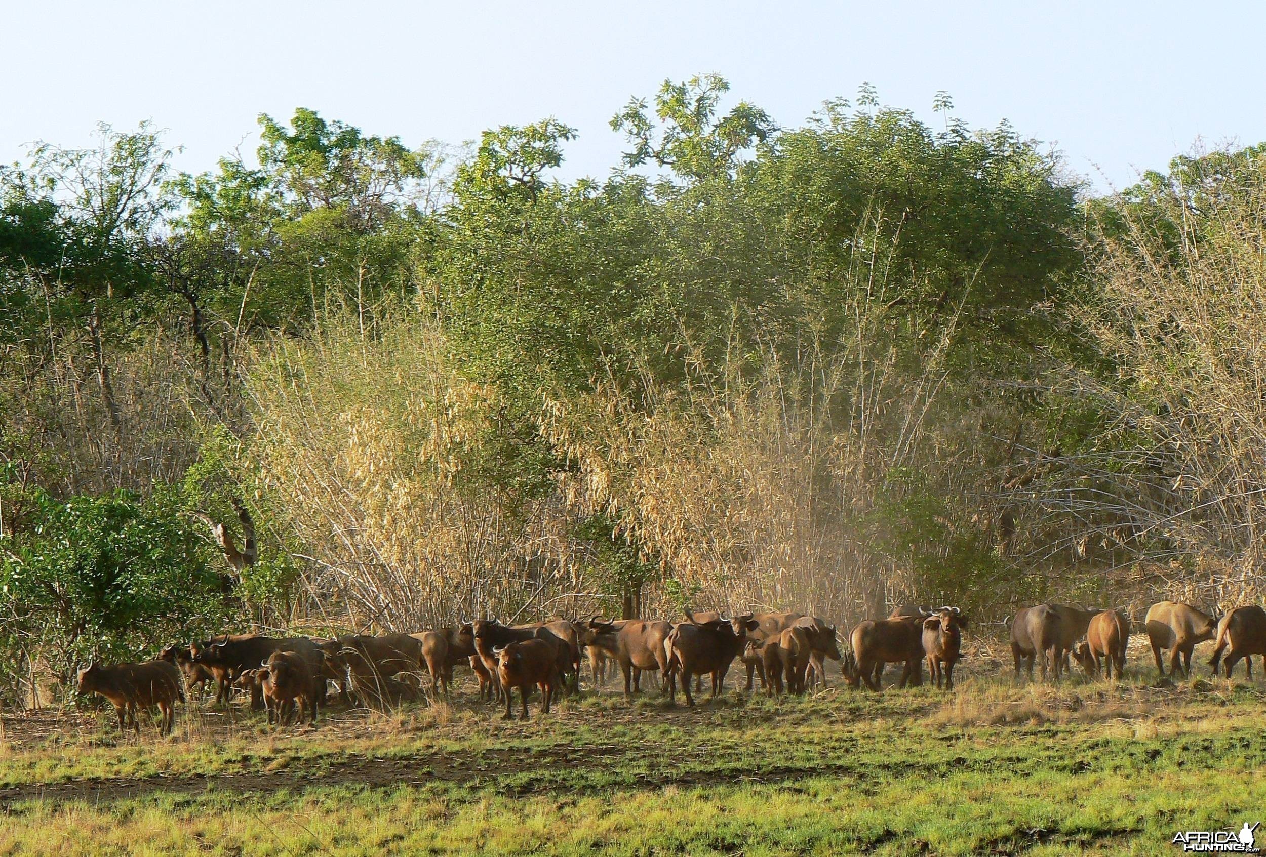 Buffalo