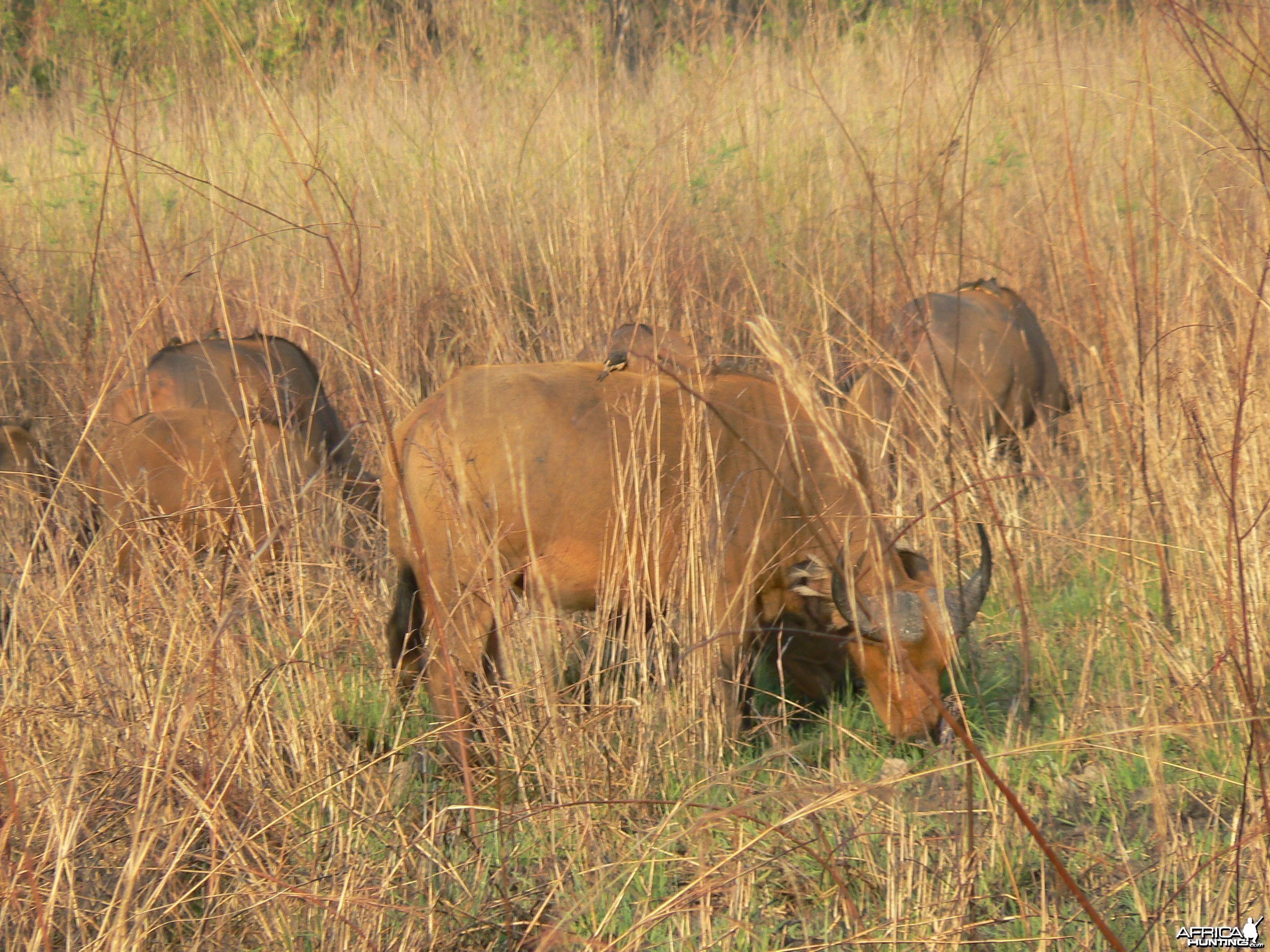 Buffalo