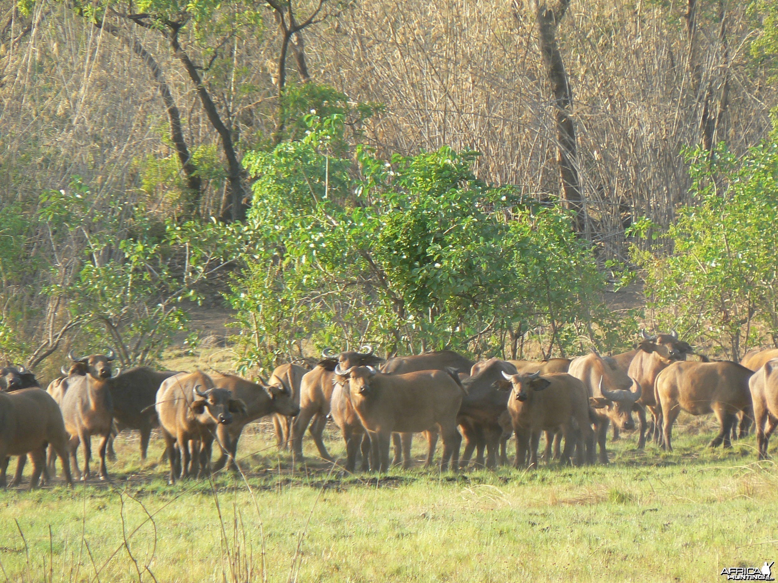 Buffalo