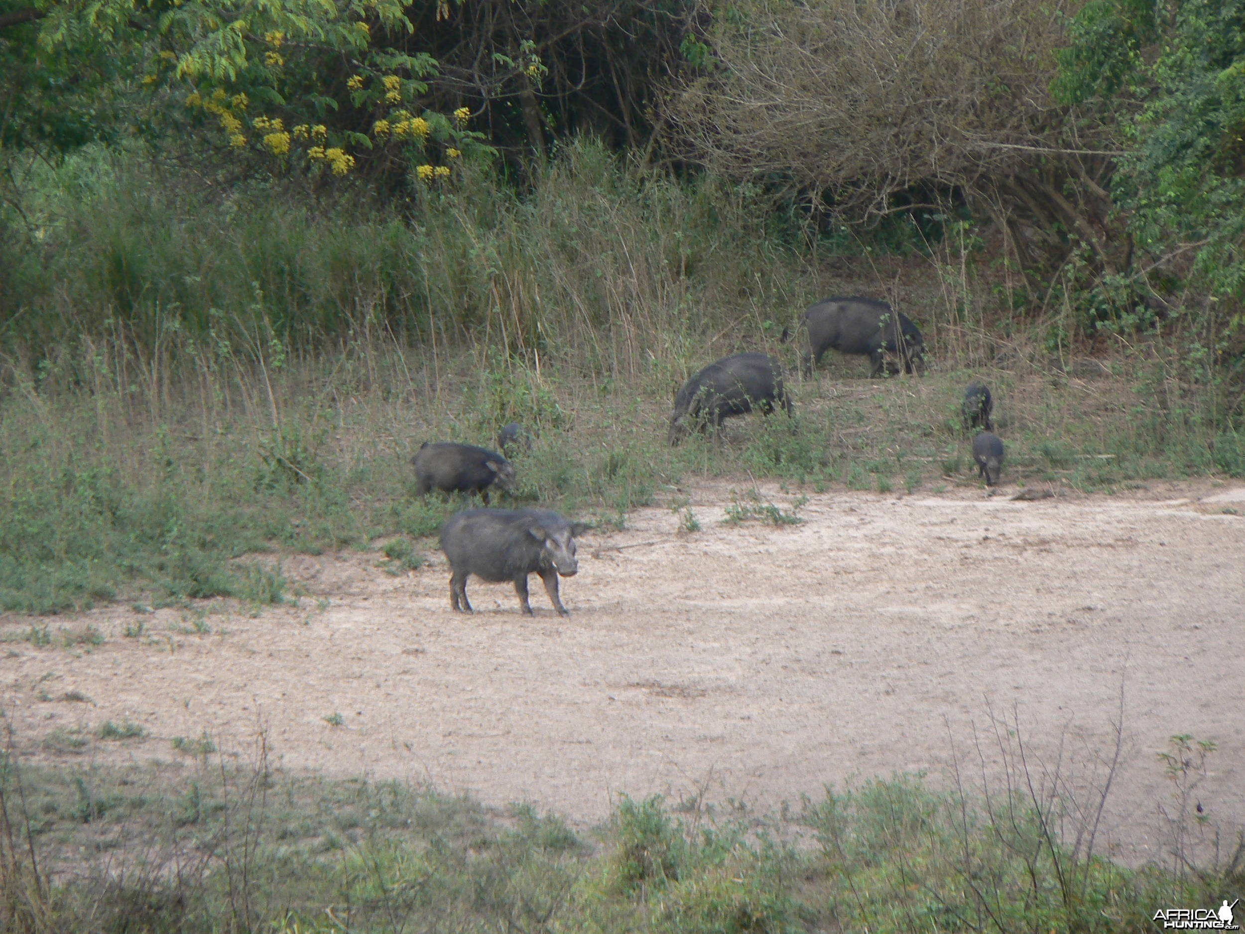 Giant forest Hog family in CAR