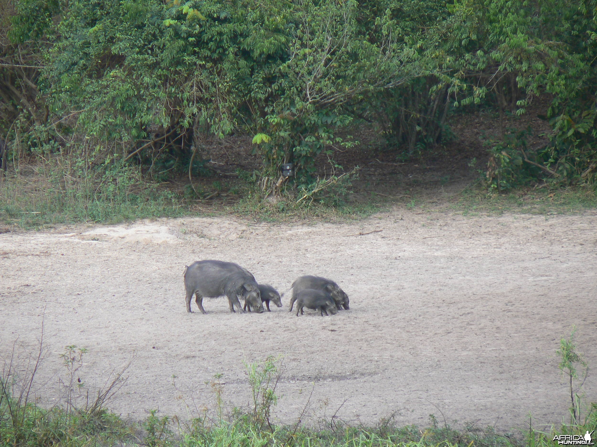 Giant forest Hog family in CAR