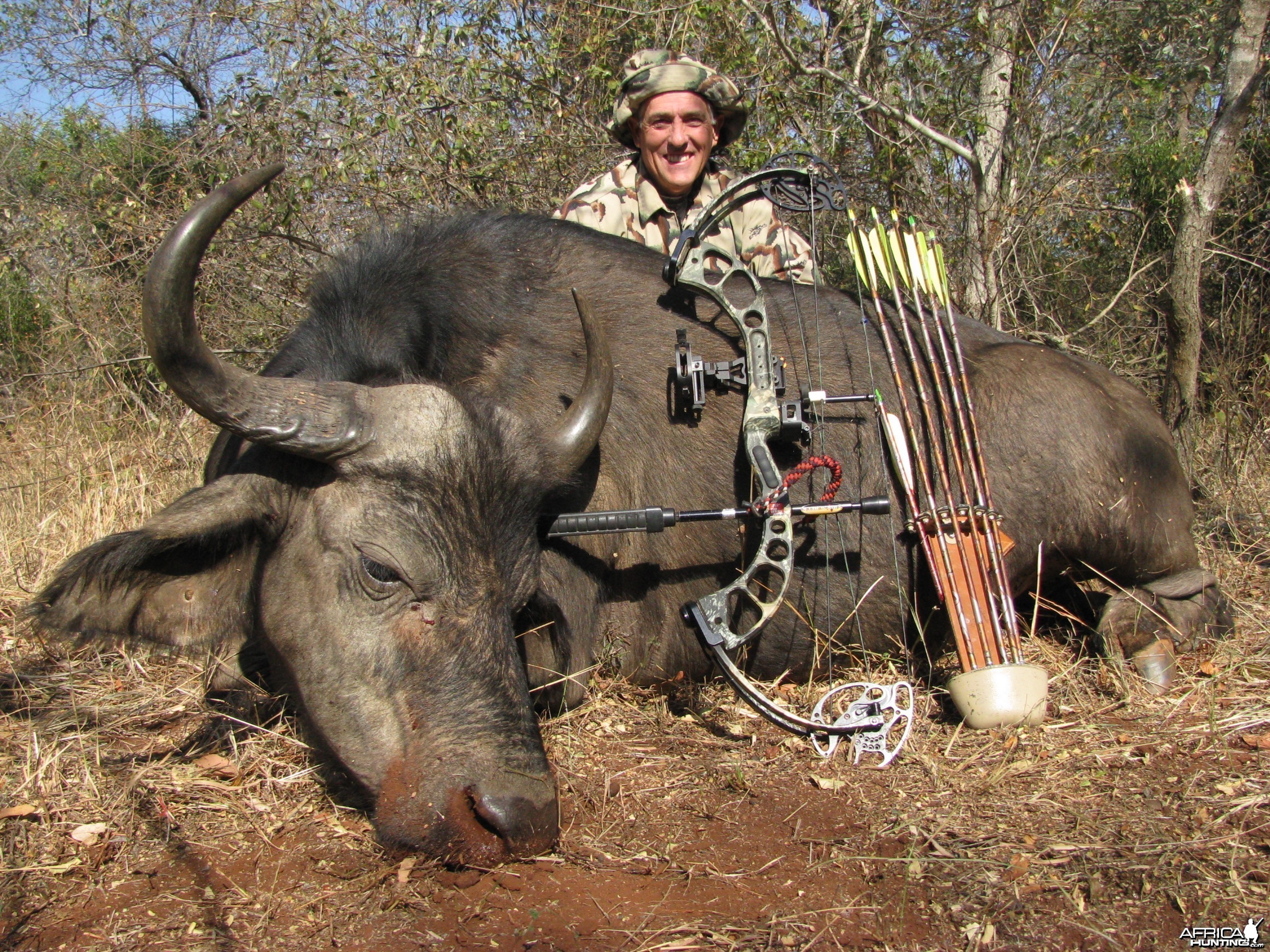 A female cape buffalo with a single arrow