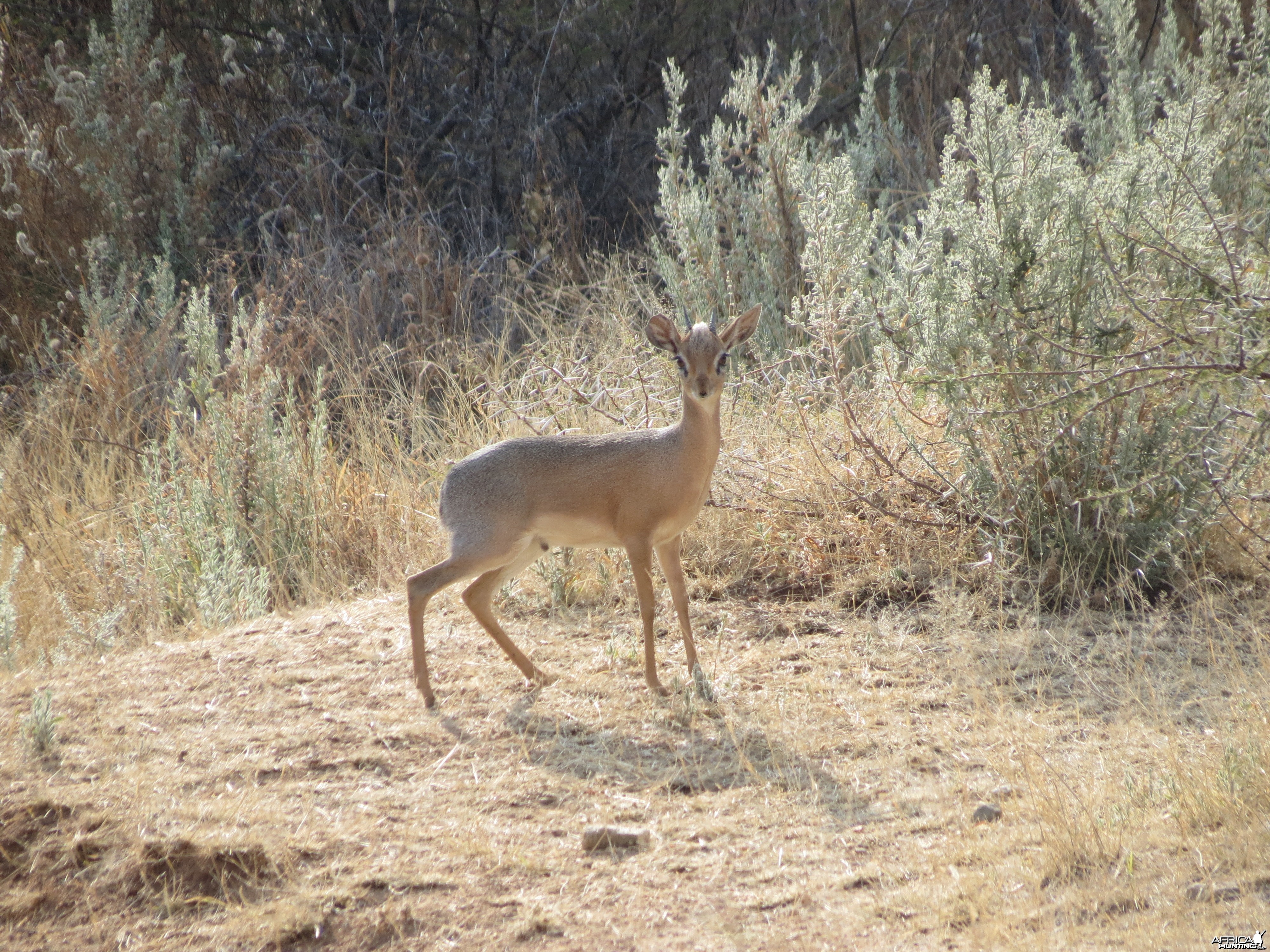 Damara Dik-dik Namibia