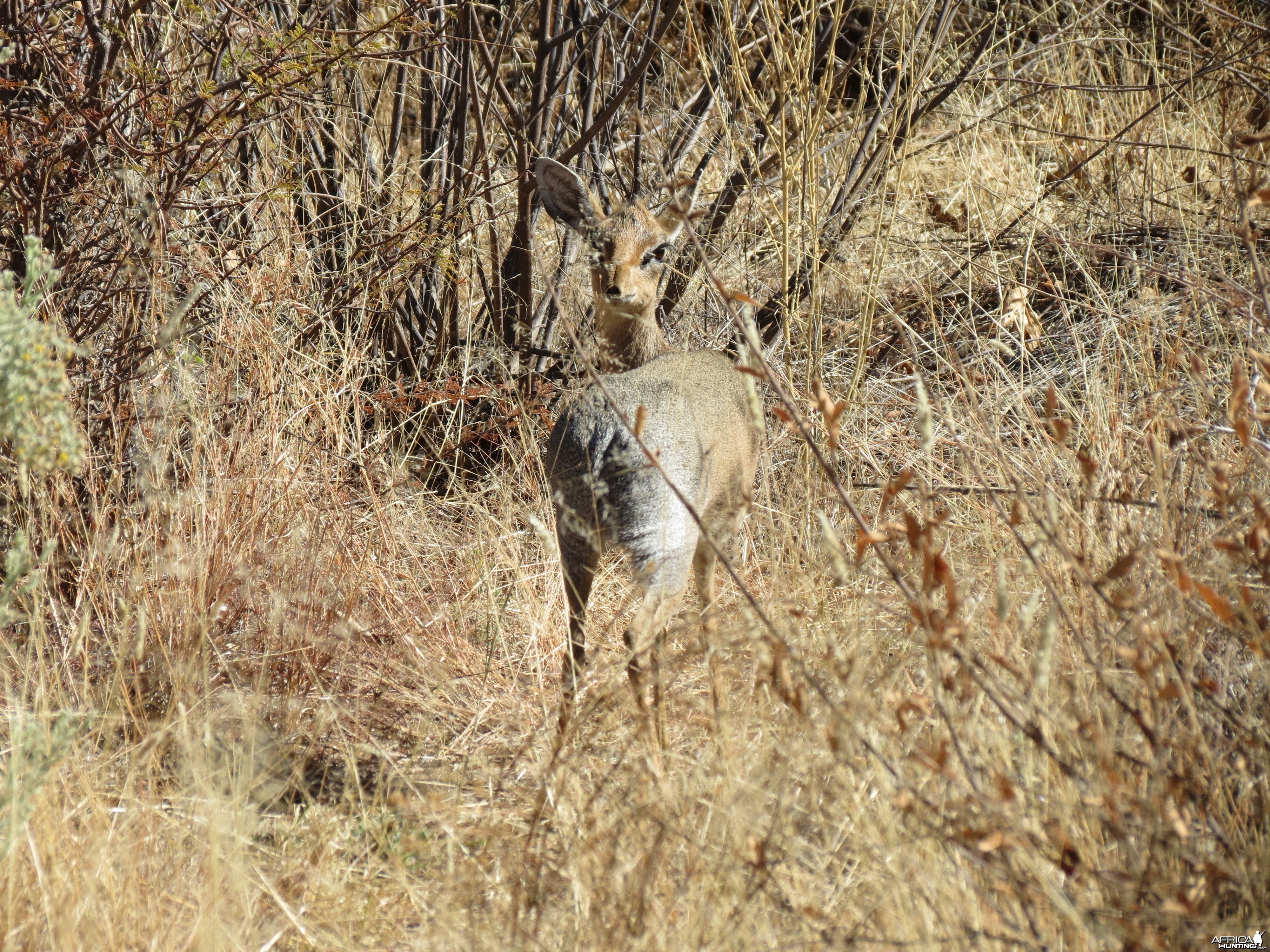 Damara Dik-dik Namibia