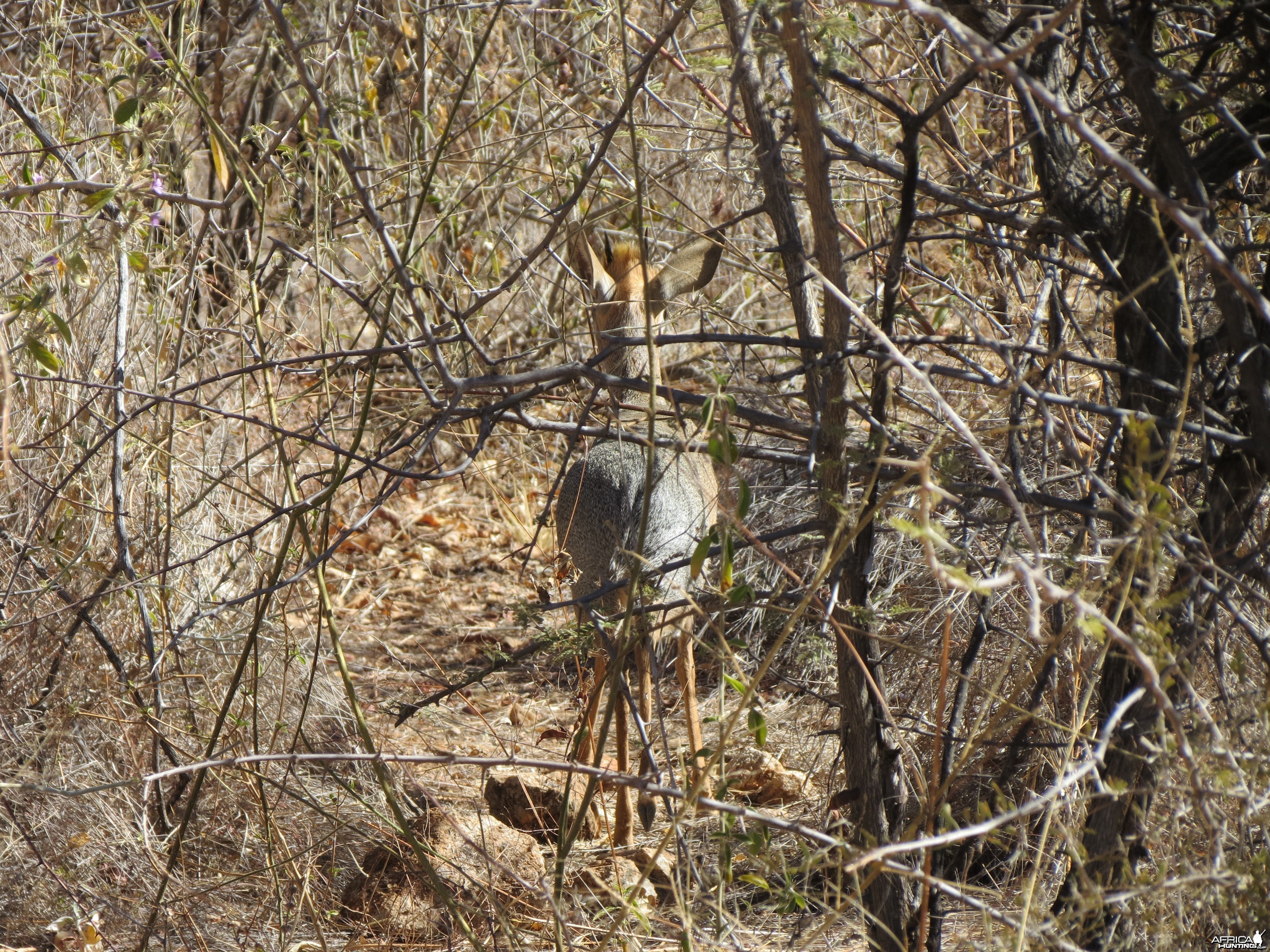 Damara Dik-dik Namibia