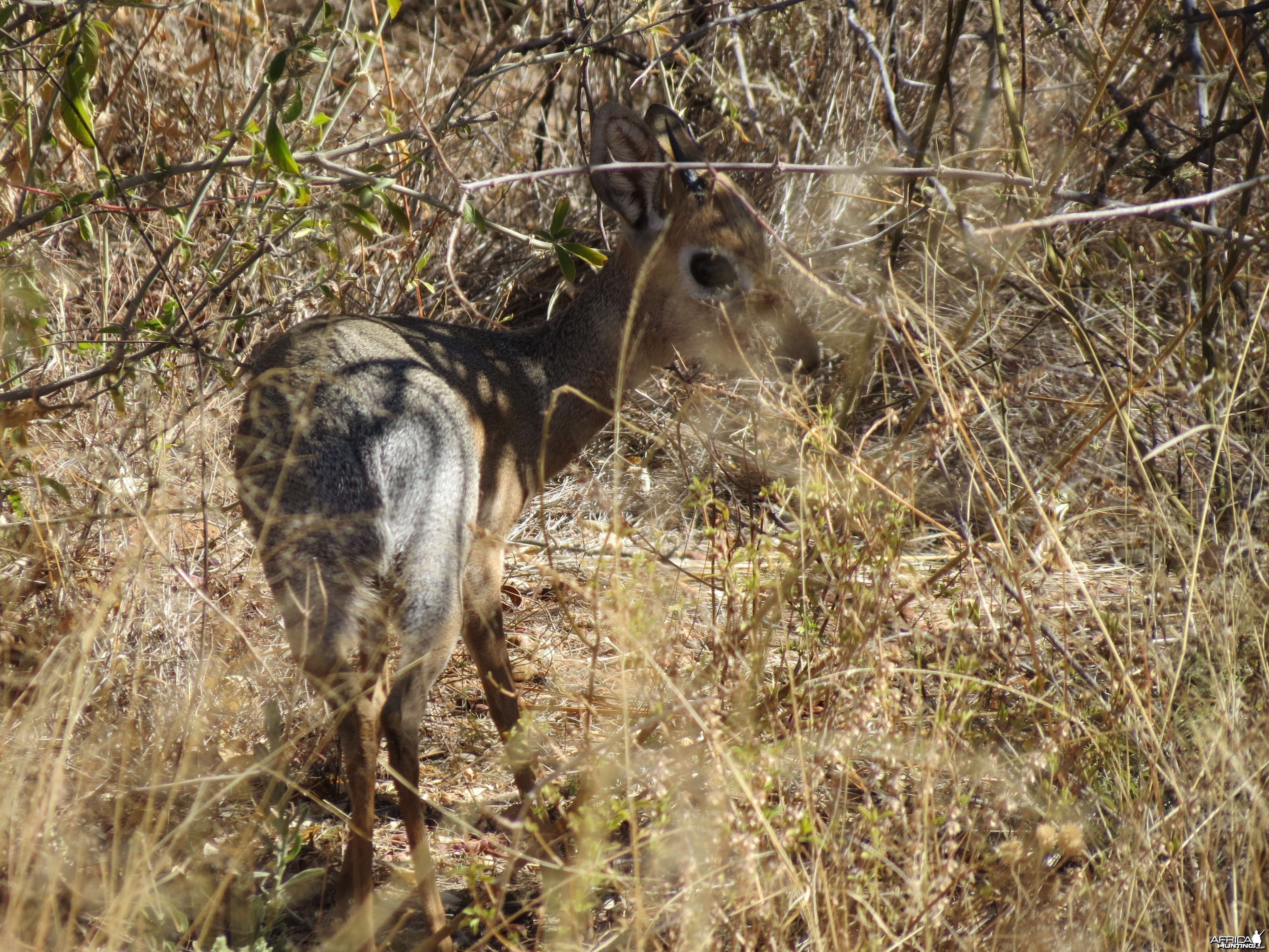 Damara Dik-dik Namibia