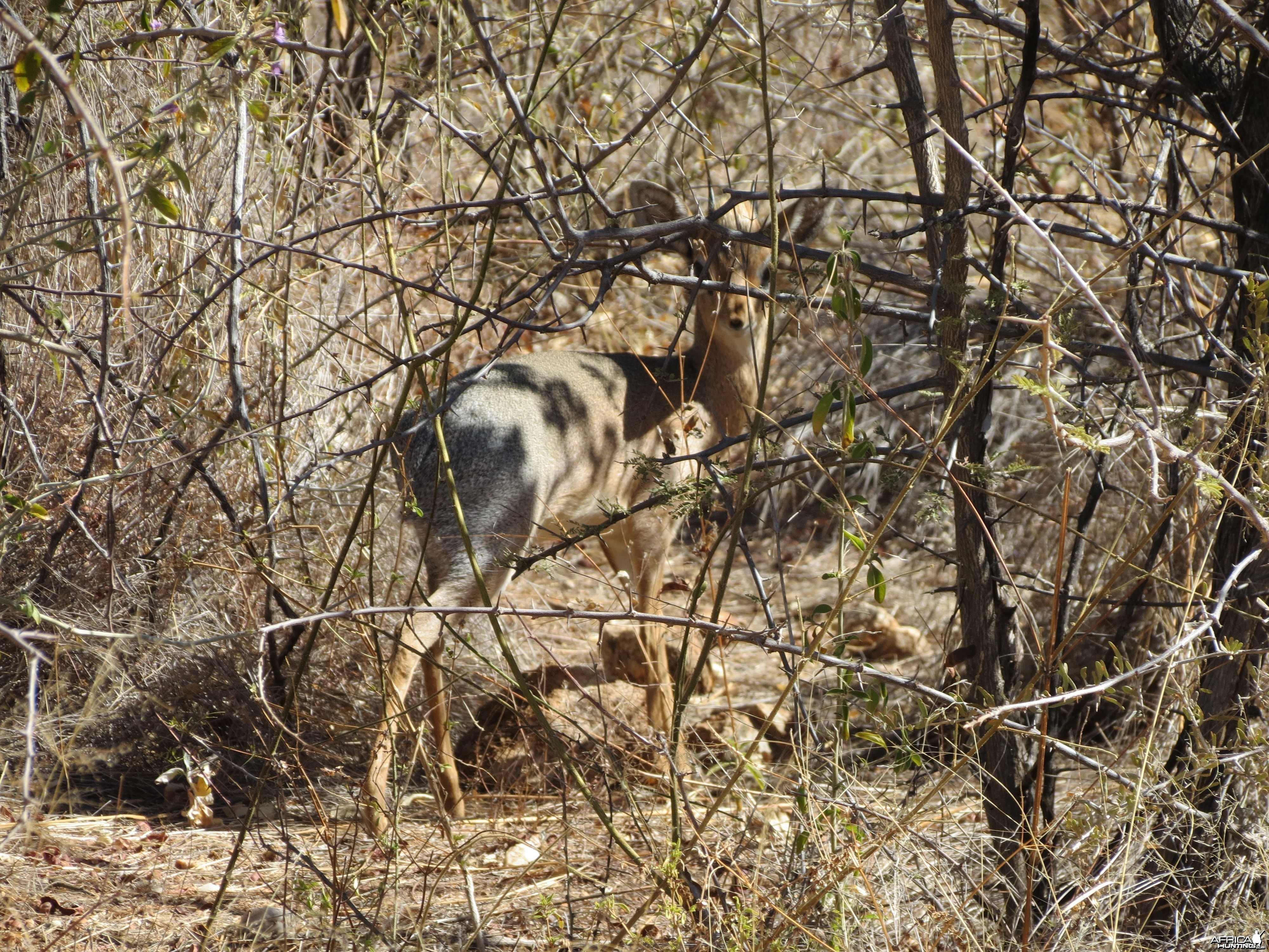 Damara Dik-dik Namibia