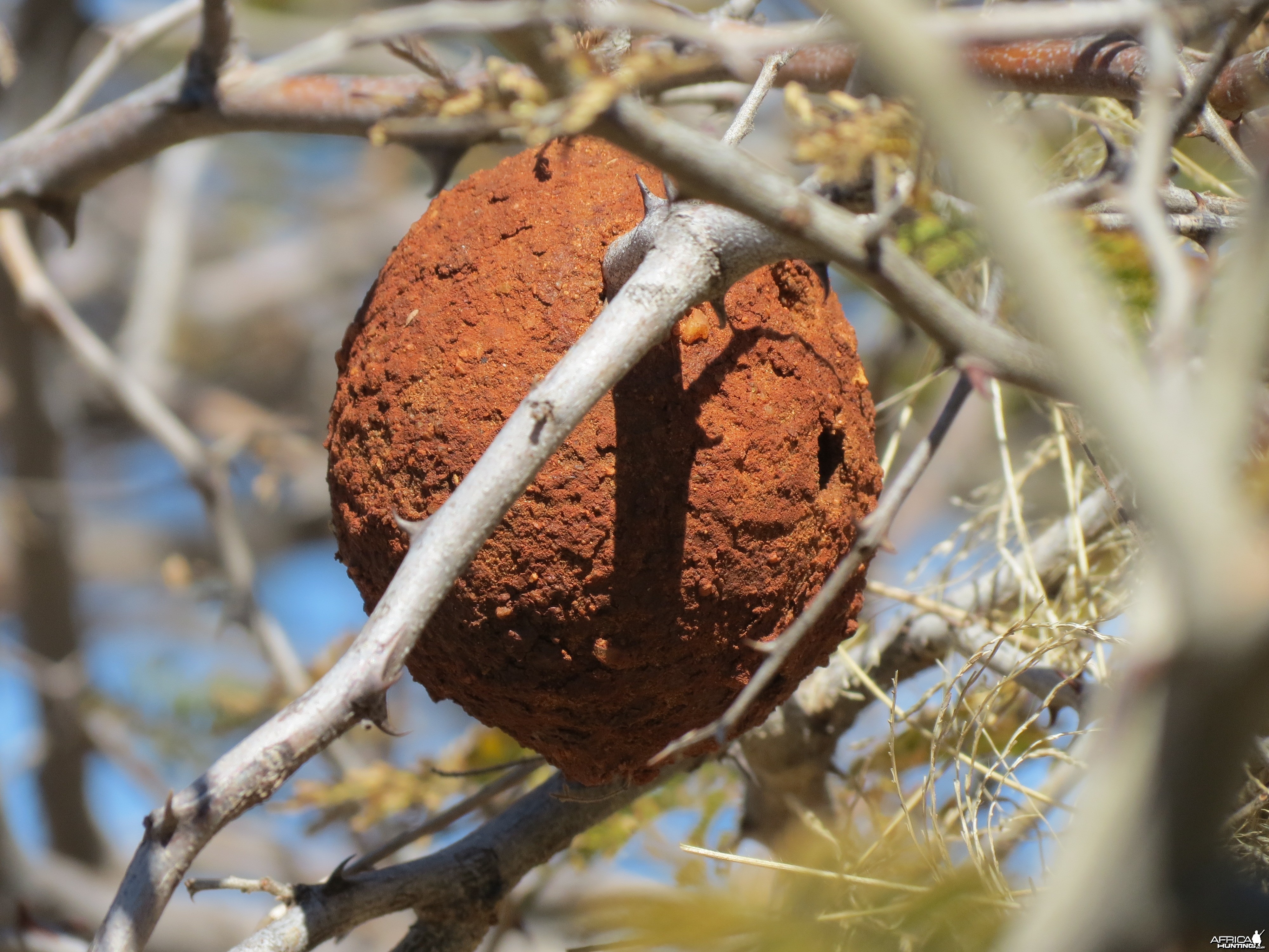 Wasp nest