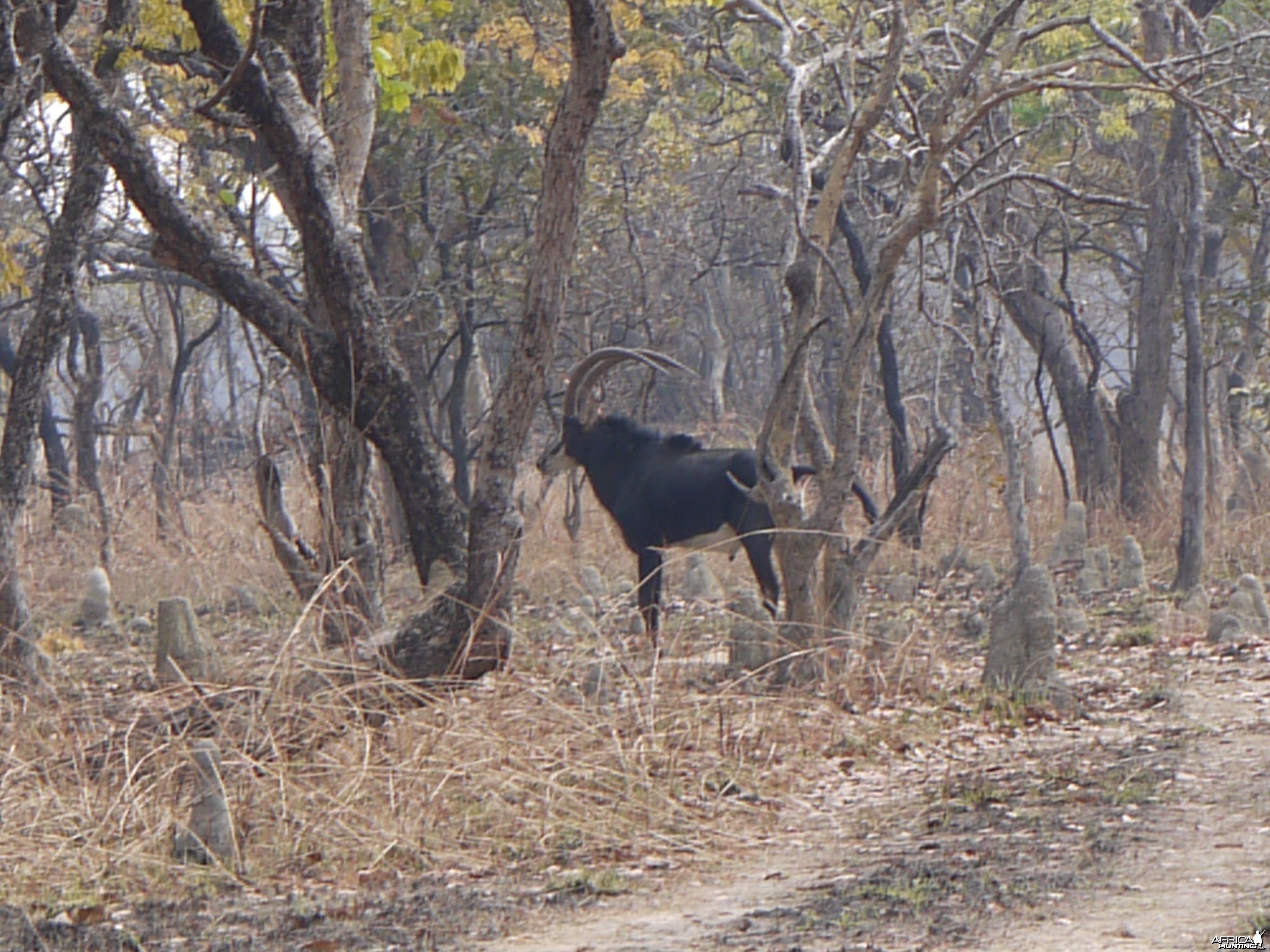 sable, zambia, takeri august 2012