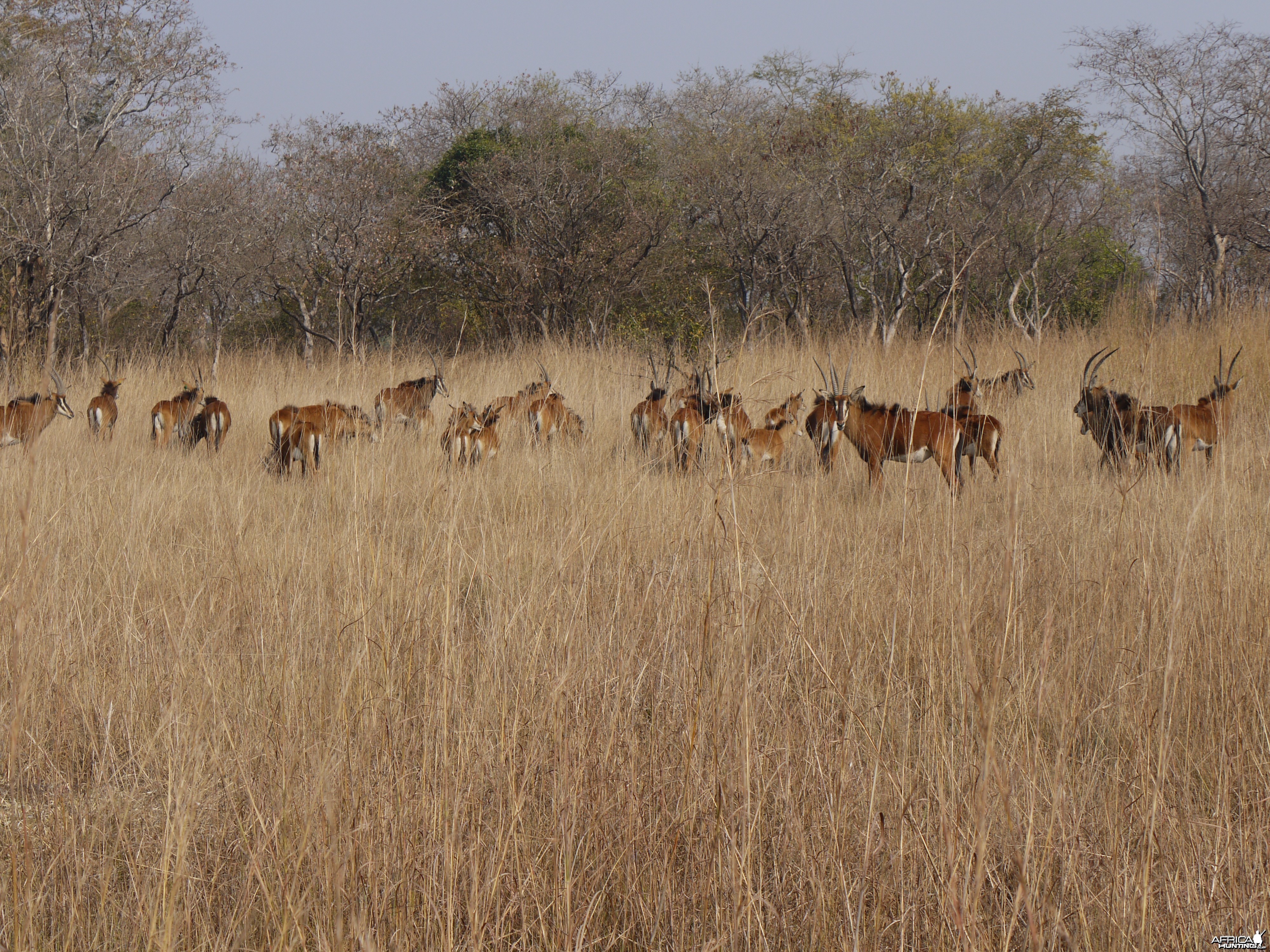 sable, zambia, takeri august 2012