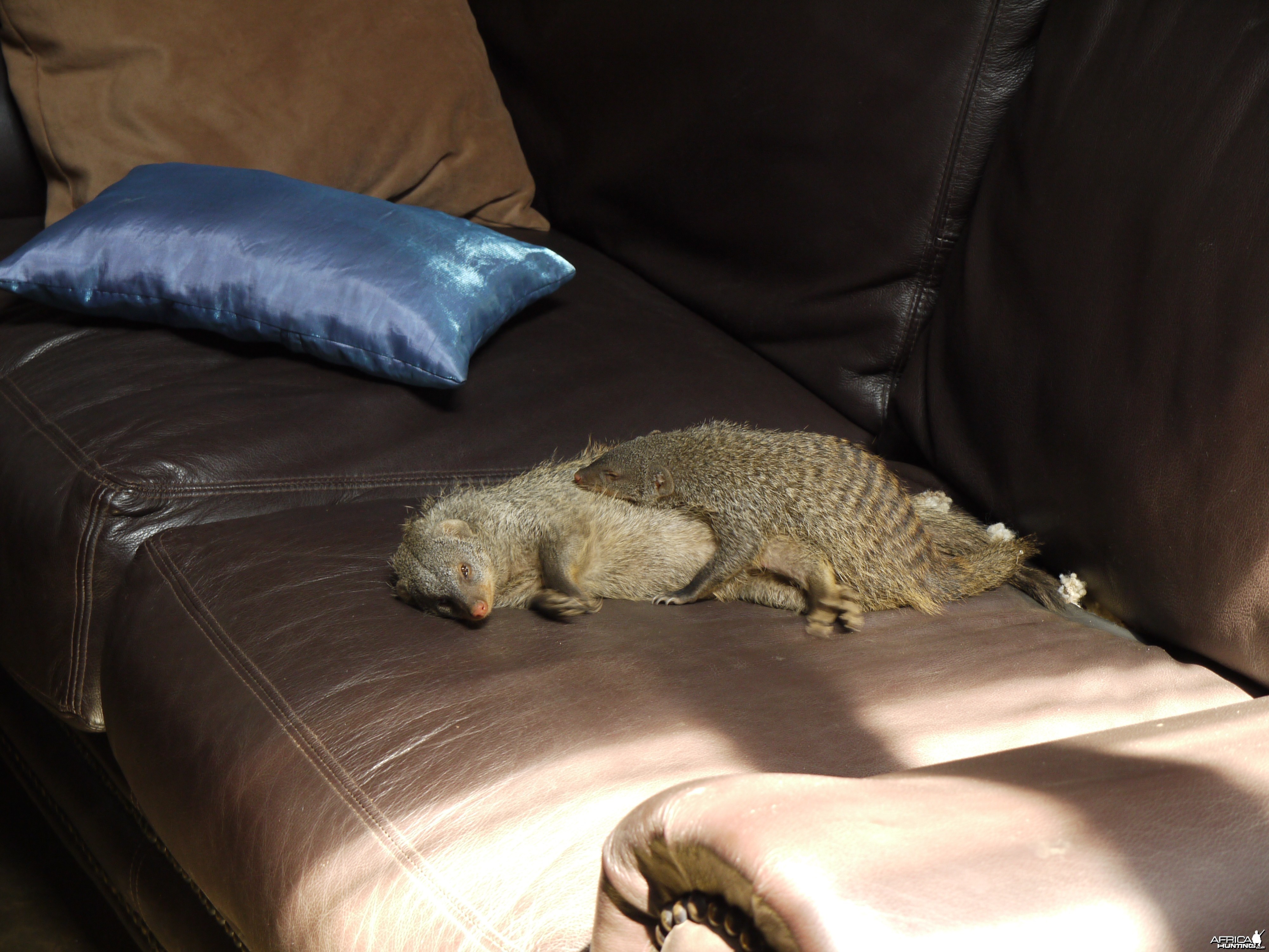 mongoose, zambia, takeri august 2012