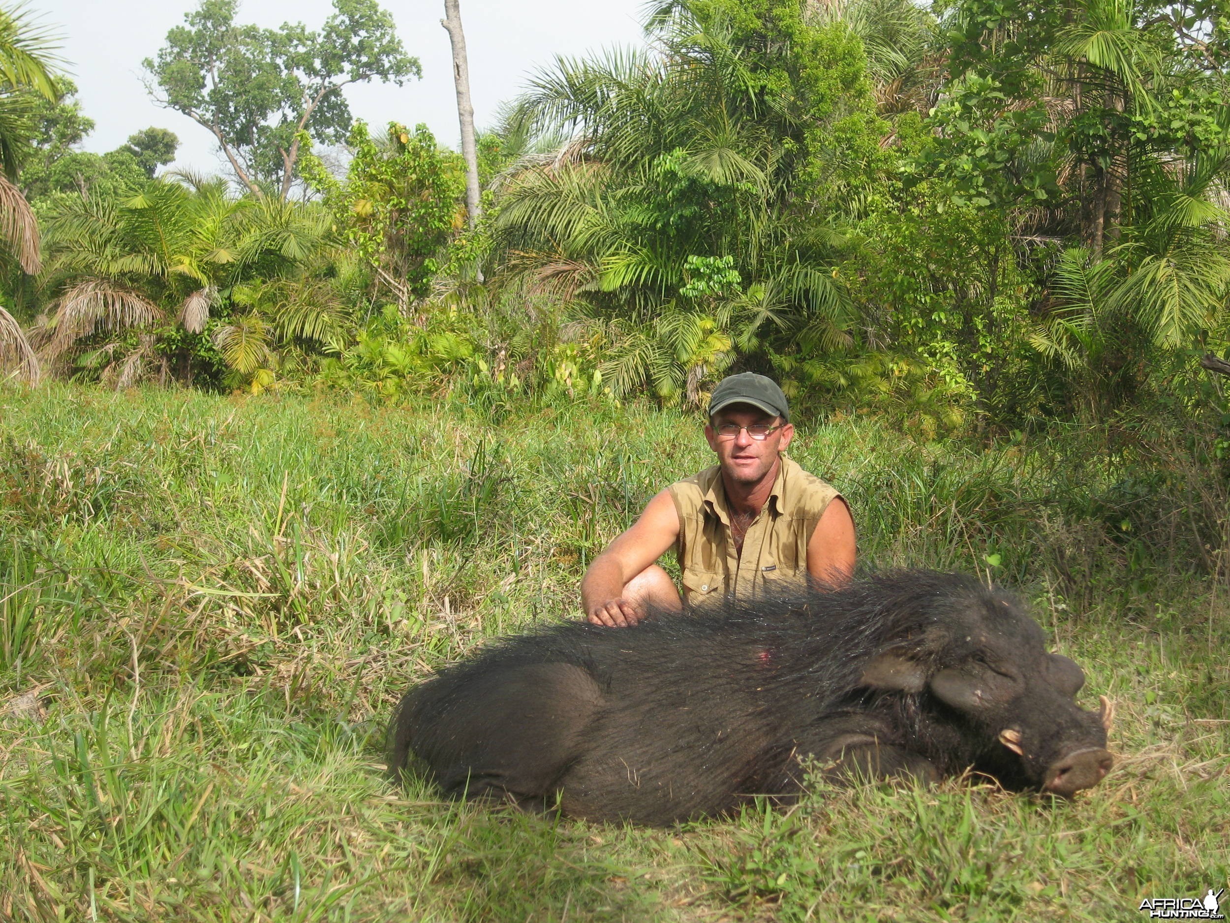 Giant Forest Hog