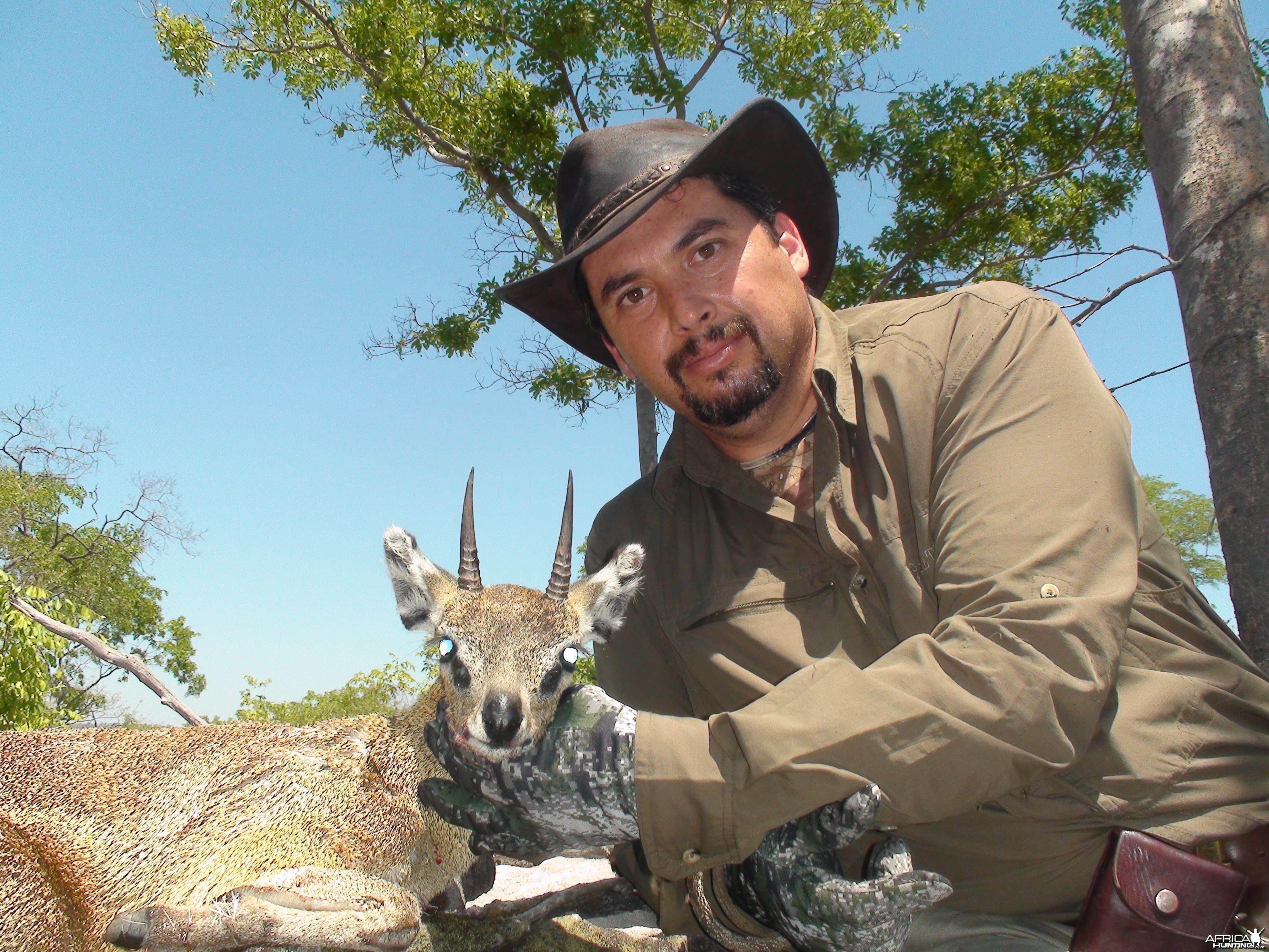 Klipspringer