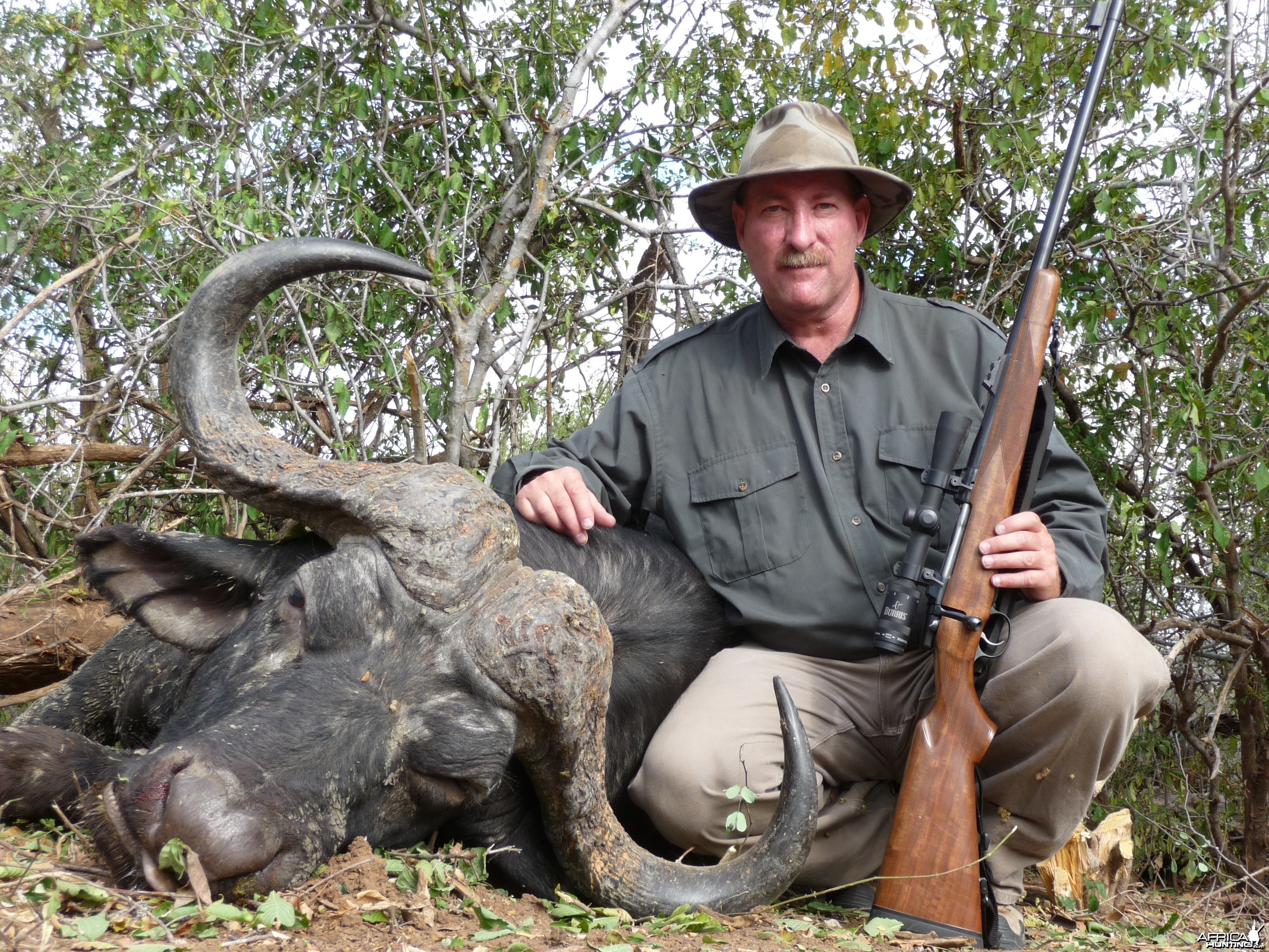 Cape Buffalo Zim 2010