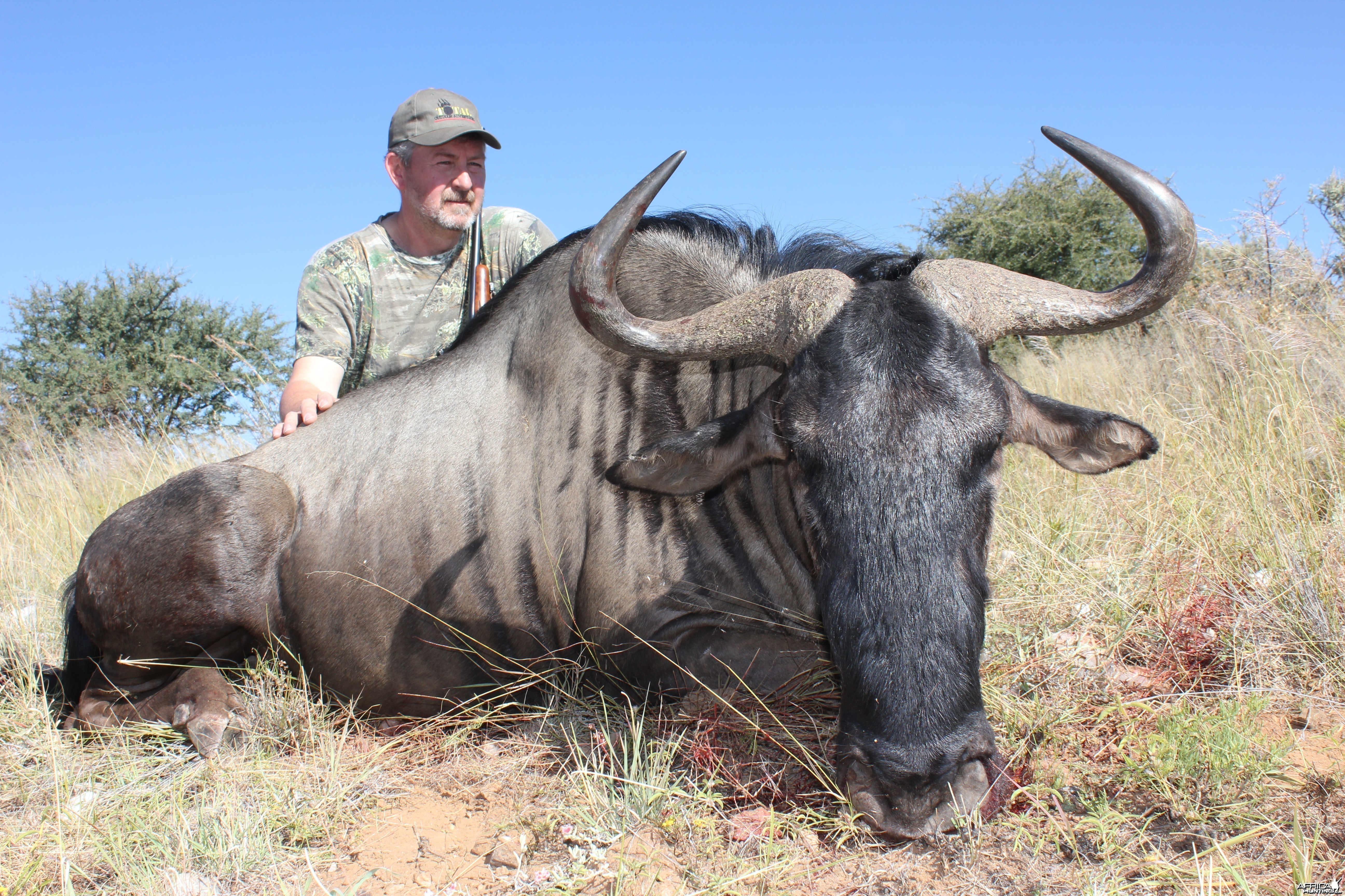 Blue Wildebeest Namibia 2012