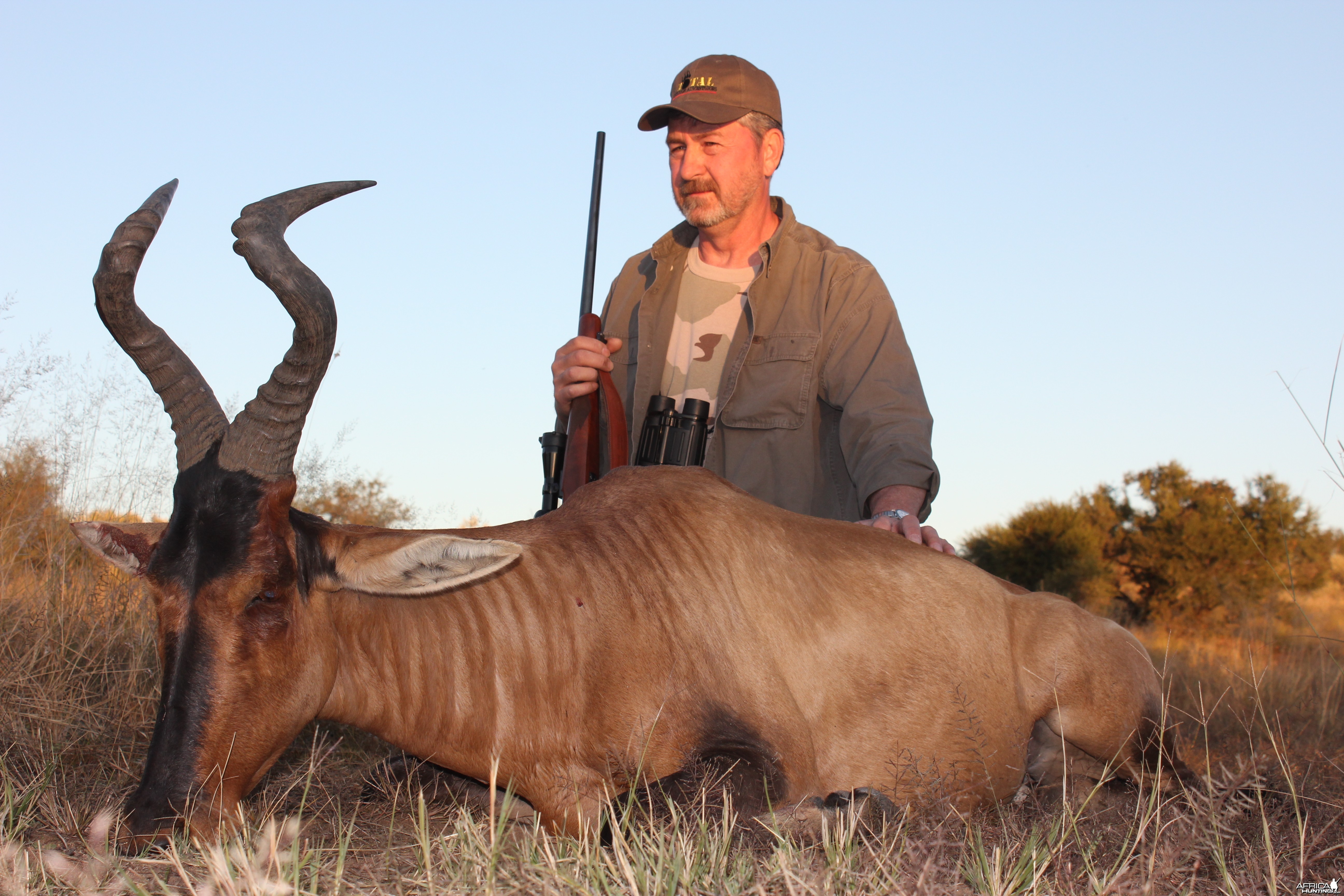 Red Hartebeest Namibia 2012