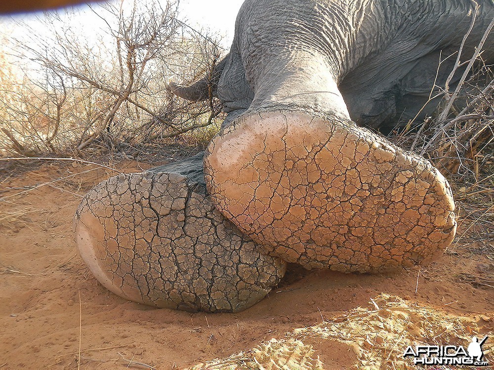 Old bull feet showing well worn sole and big deep cracks