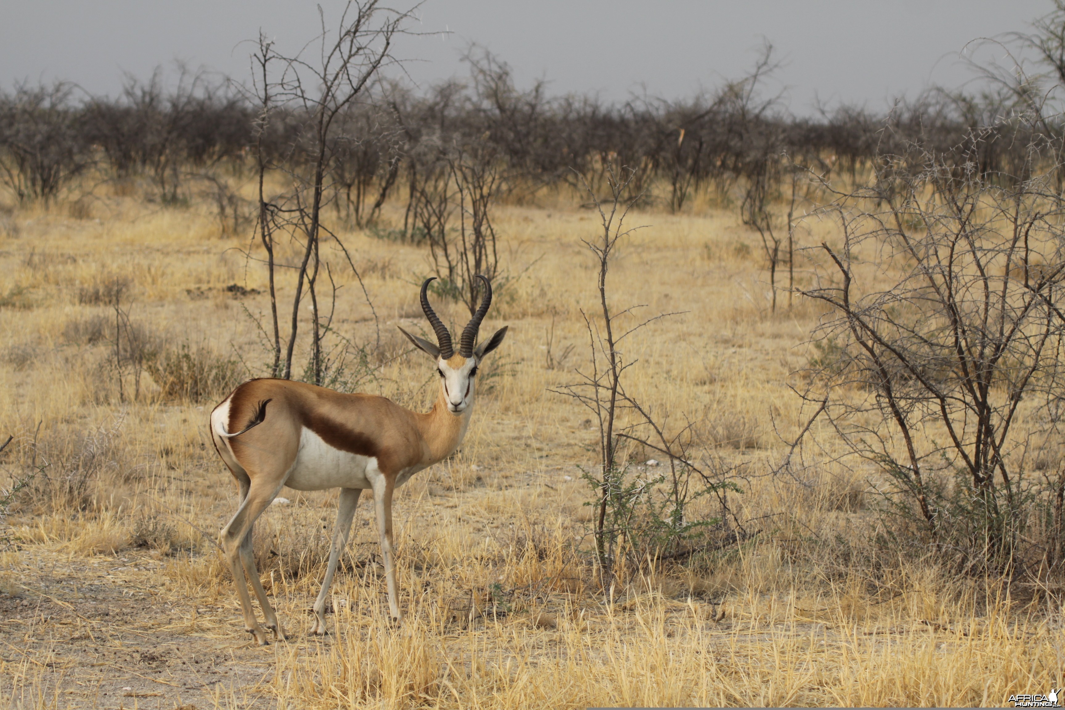 Etosha Springbok