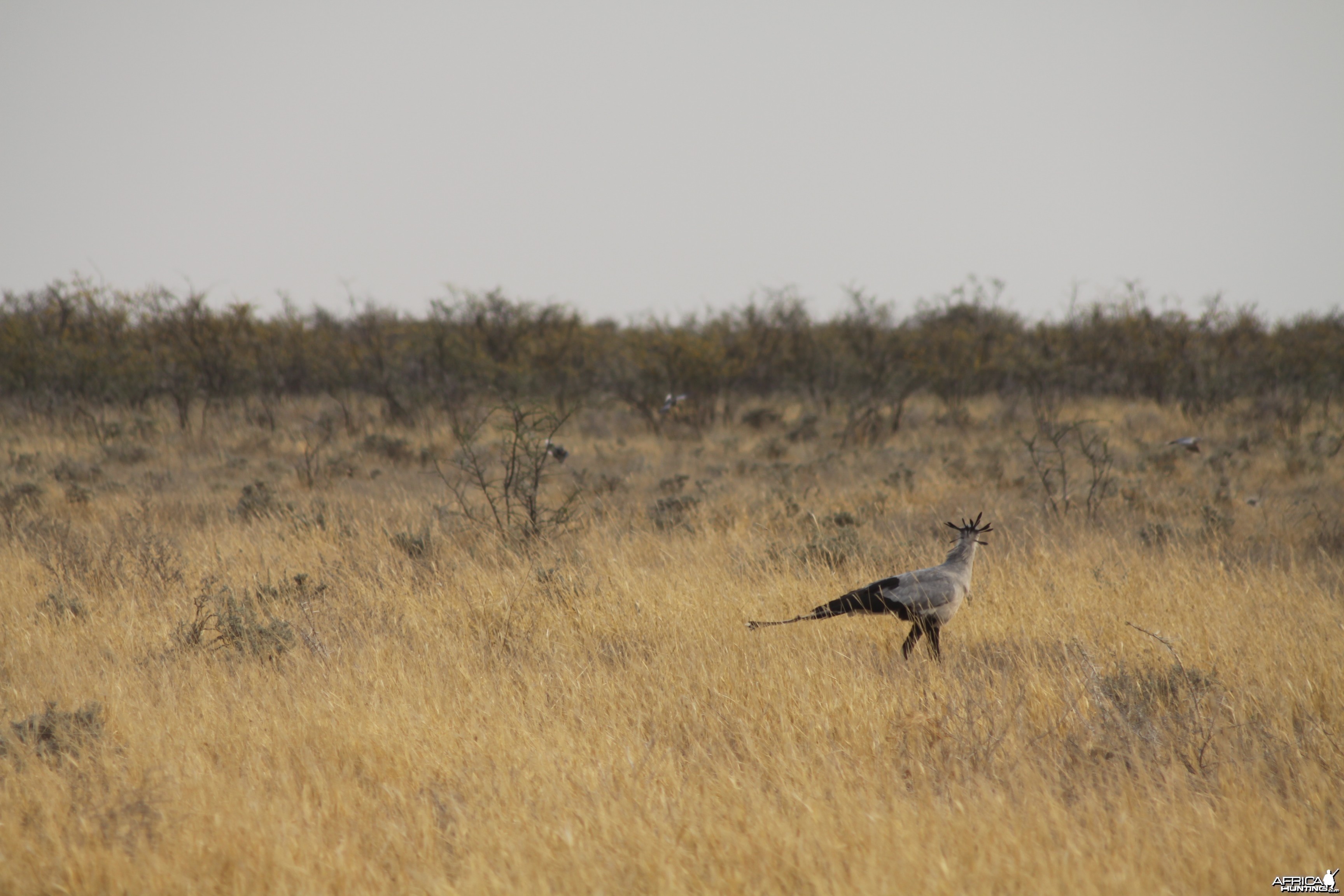 Etosha Secretary Bird