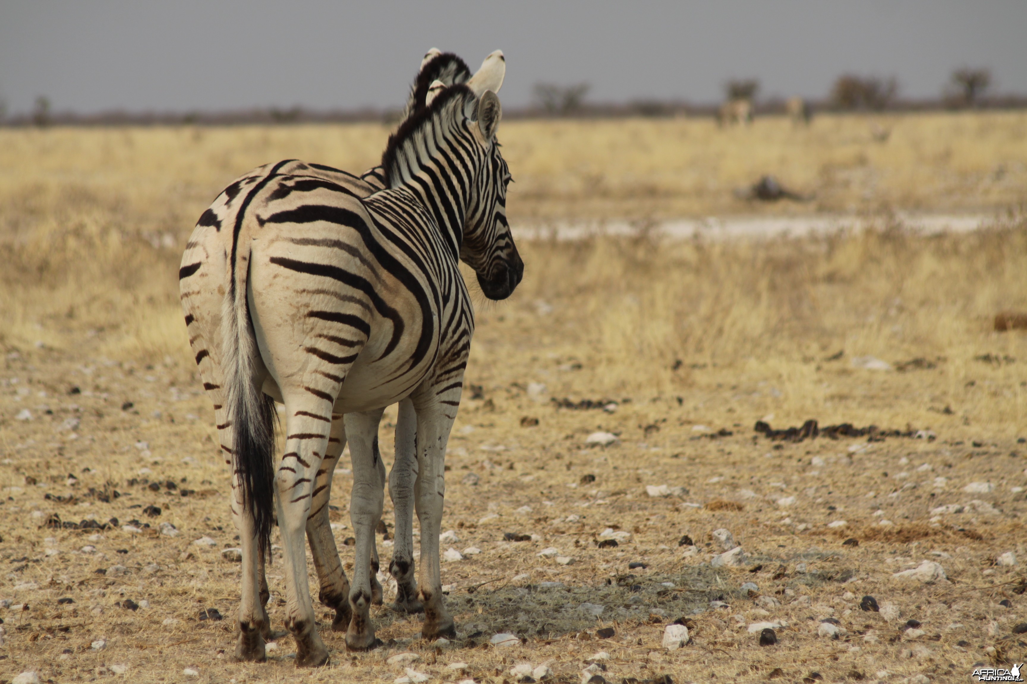 Etosha Zebra