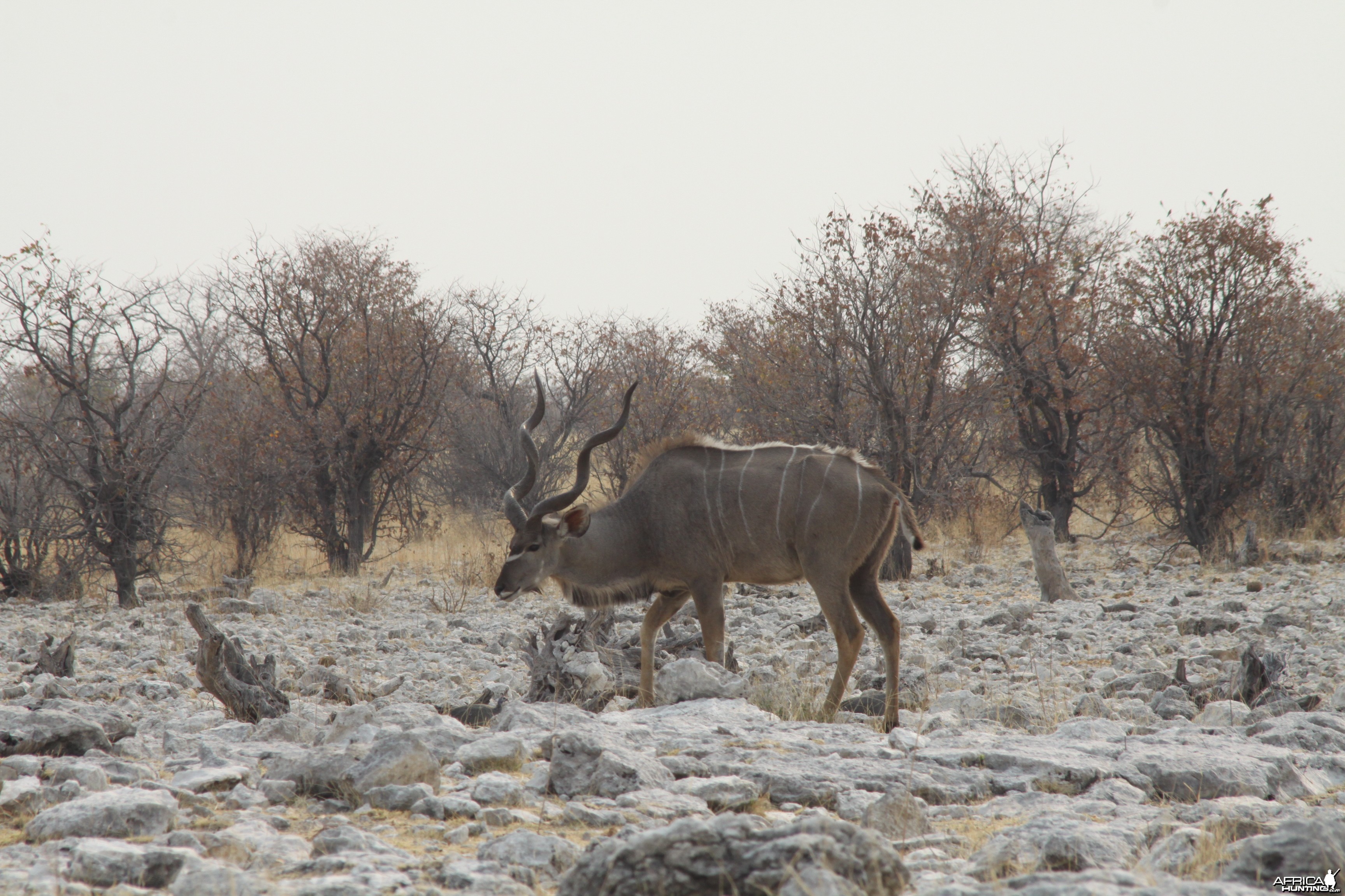 Etosha Kudu