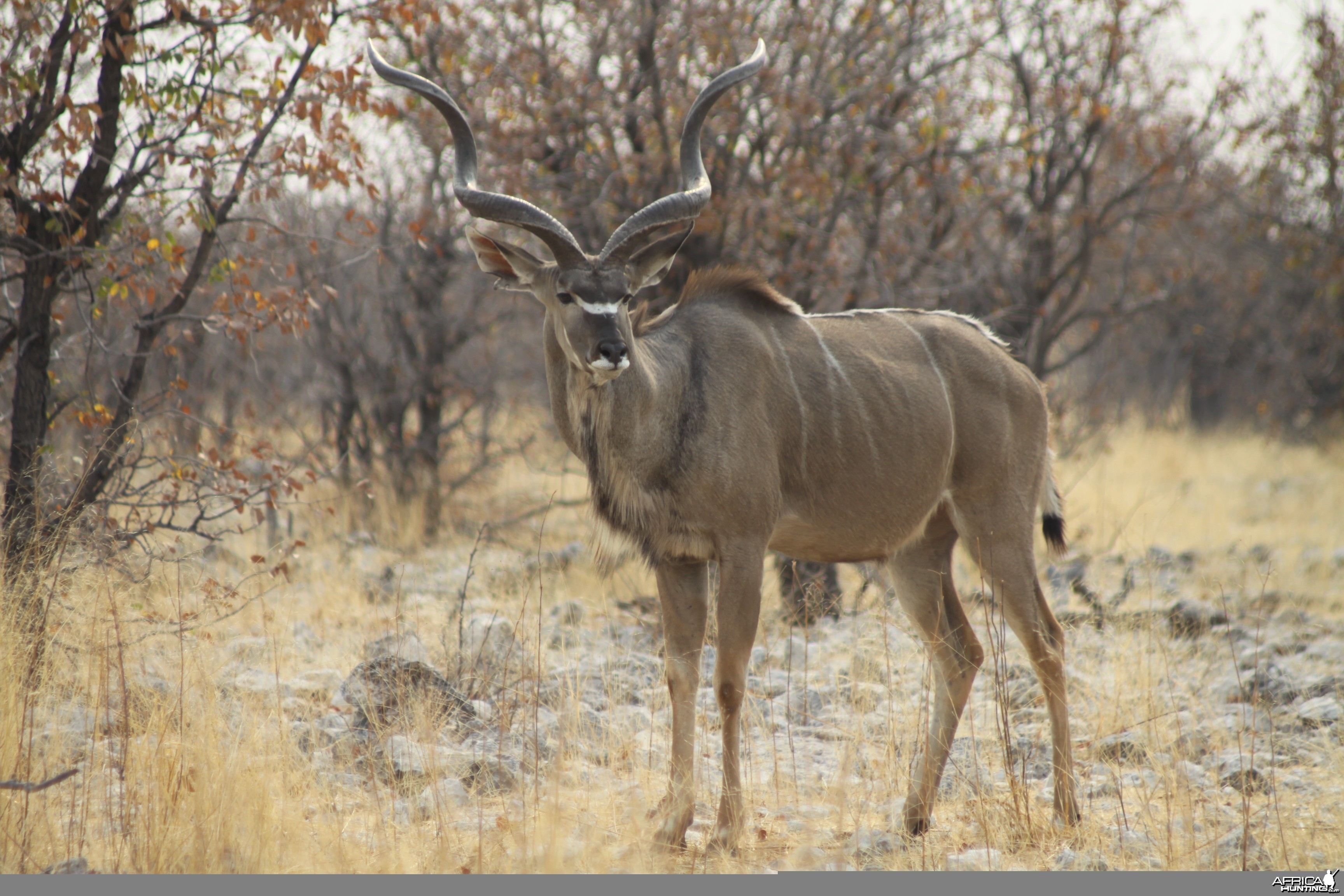 Etosha Kudu