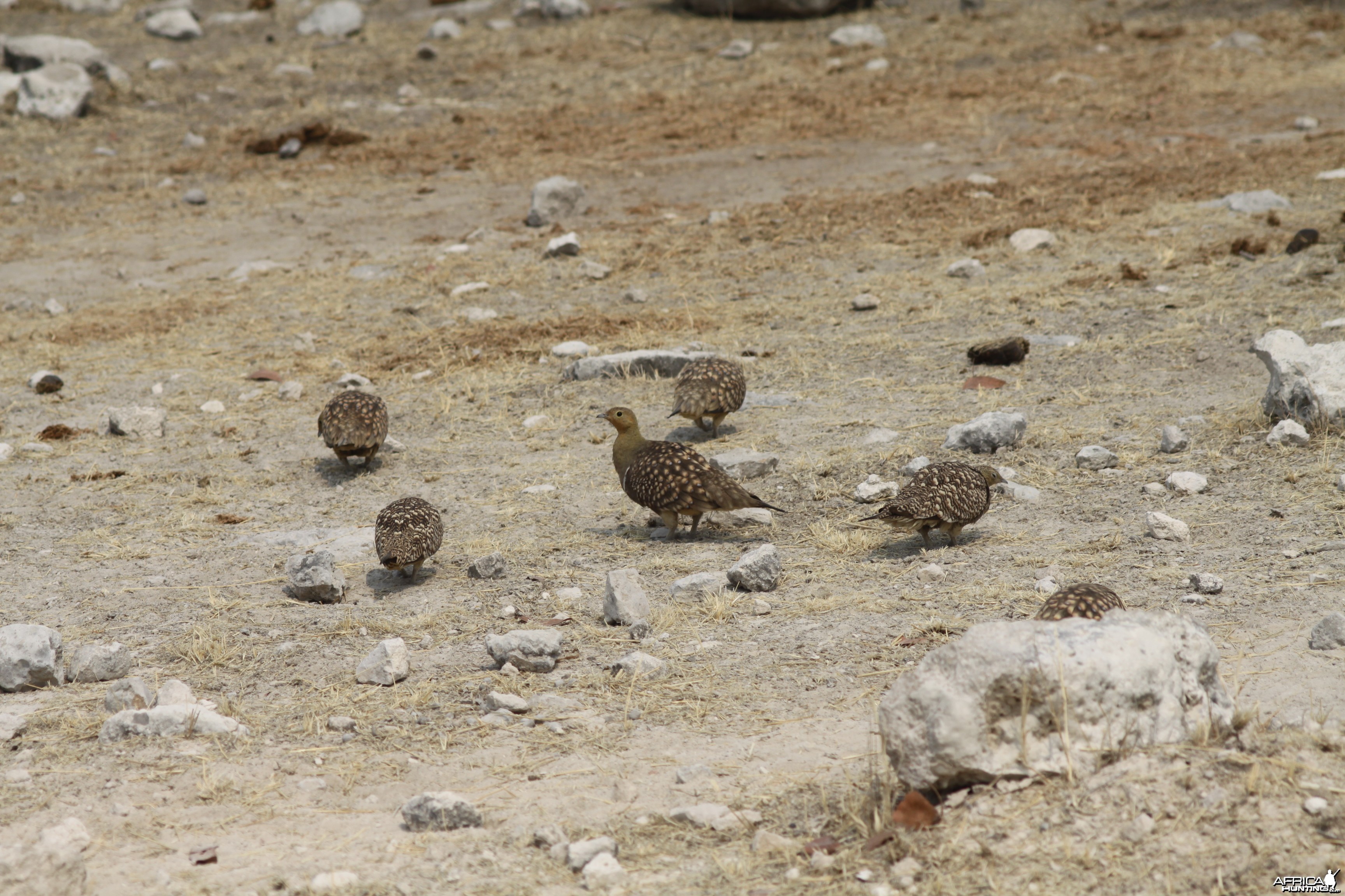 Etosha Sandgrouse