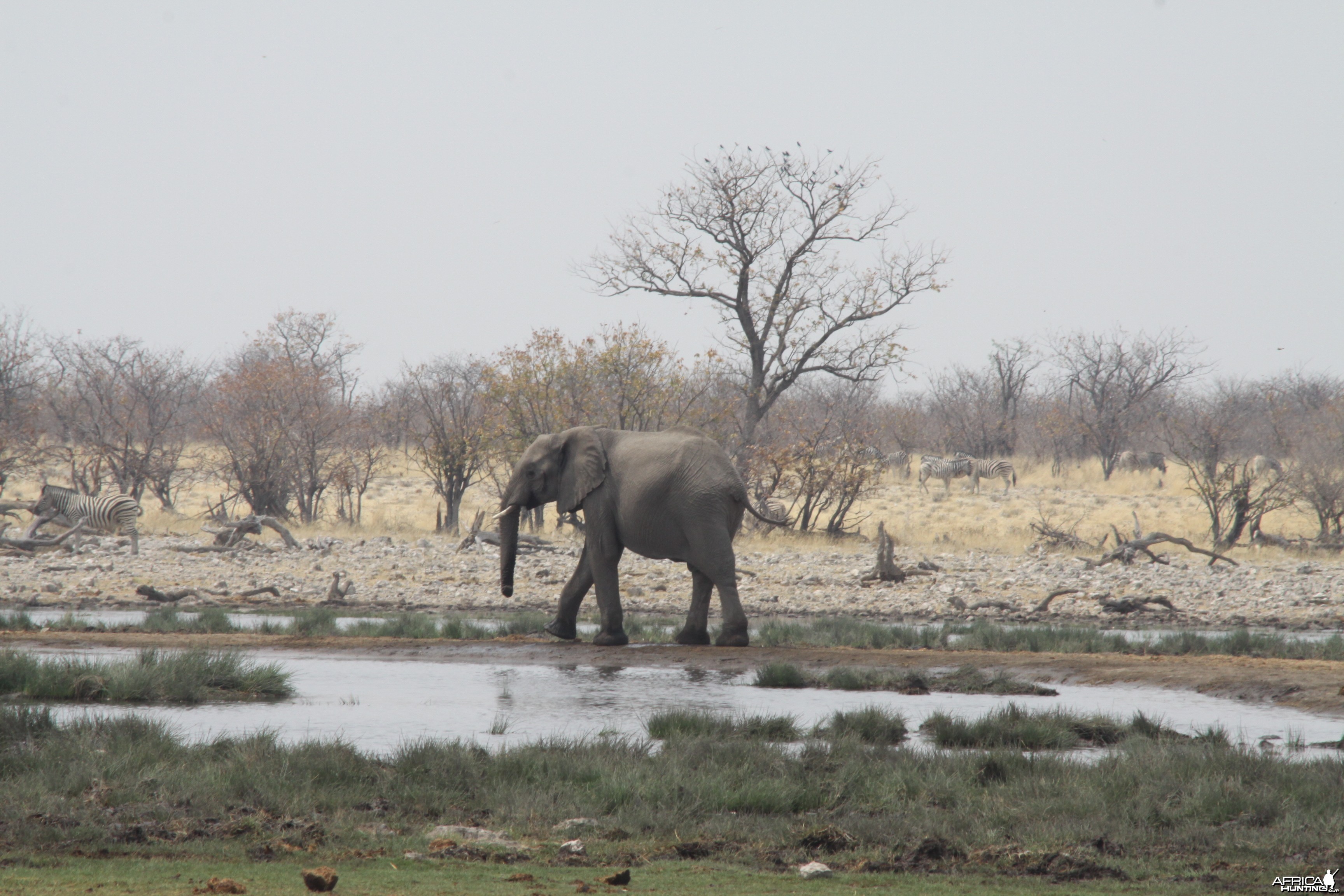 Etosha Elephant