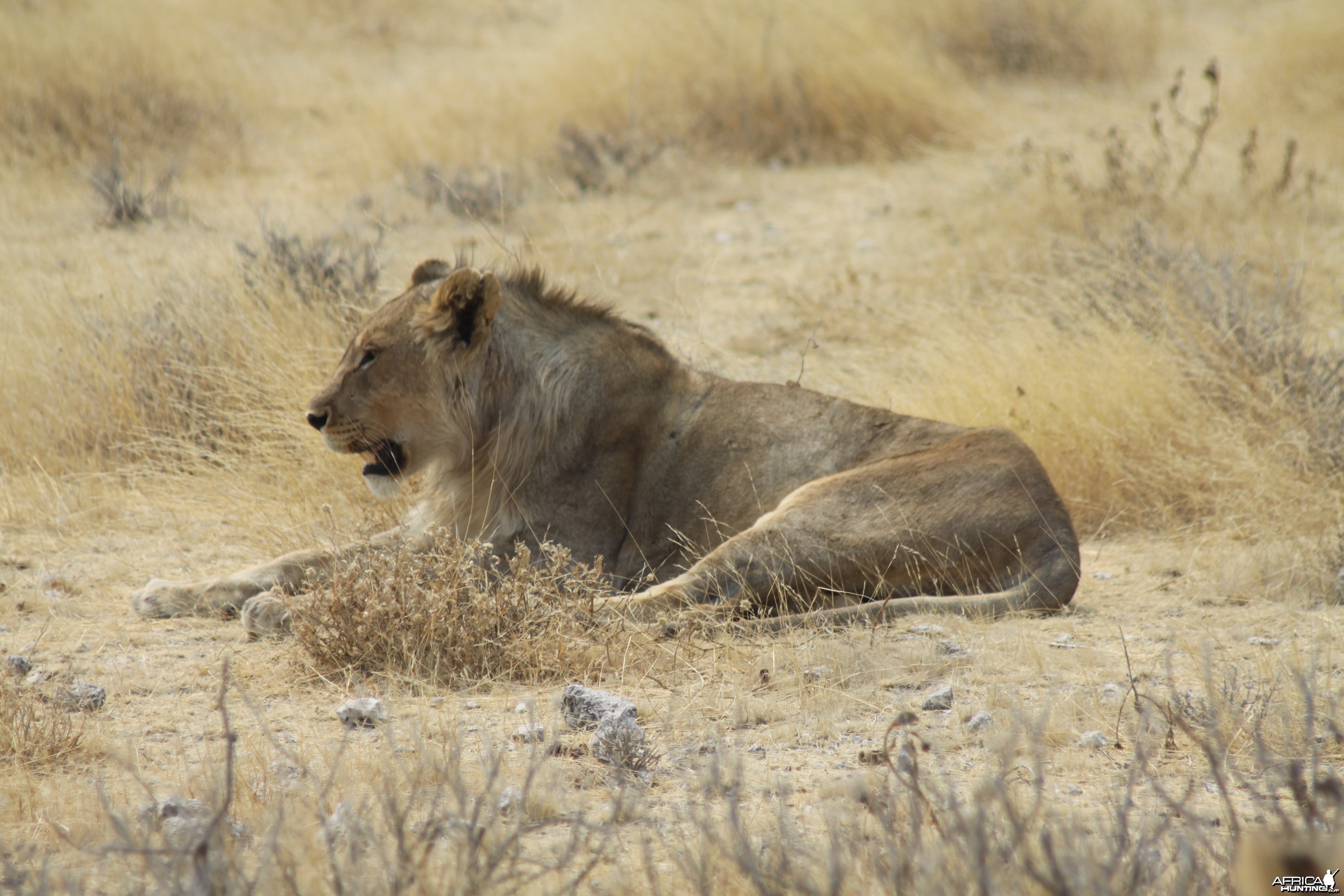 Etosha Lion