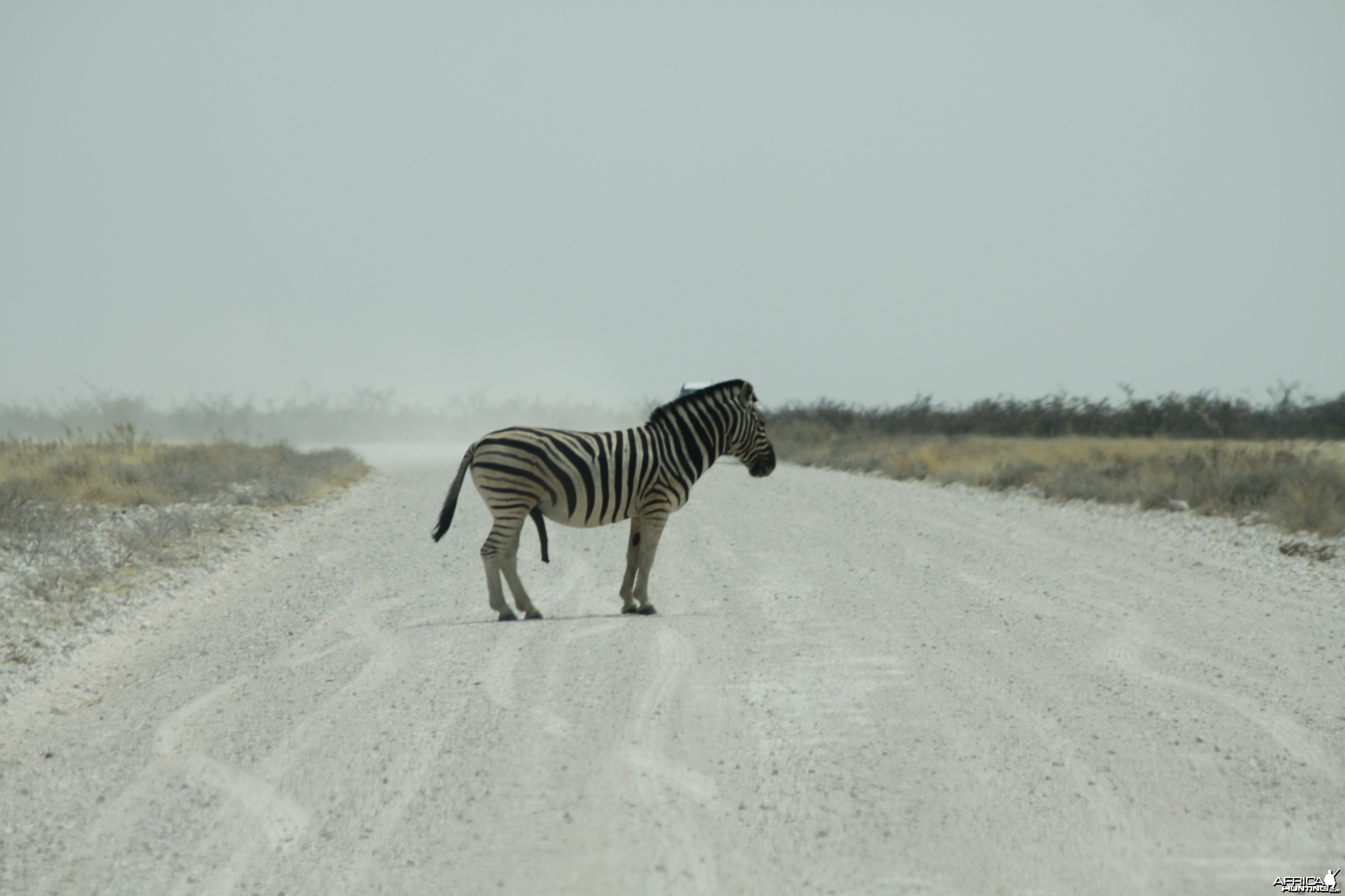 Etosha Zebra